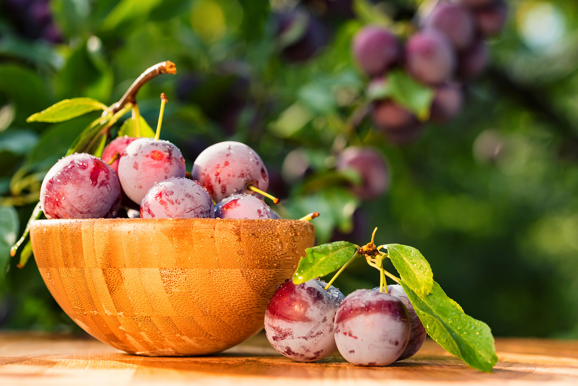 装在碗里的新鲜紫色李子新鲜樱桃李子在木碗关闭