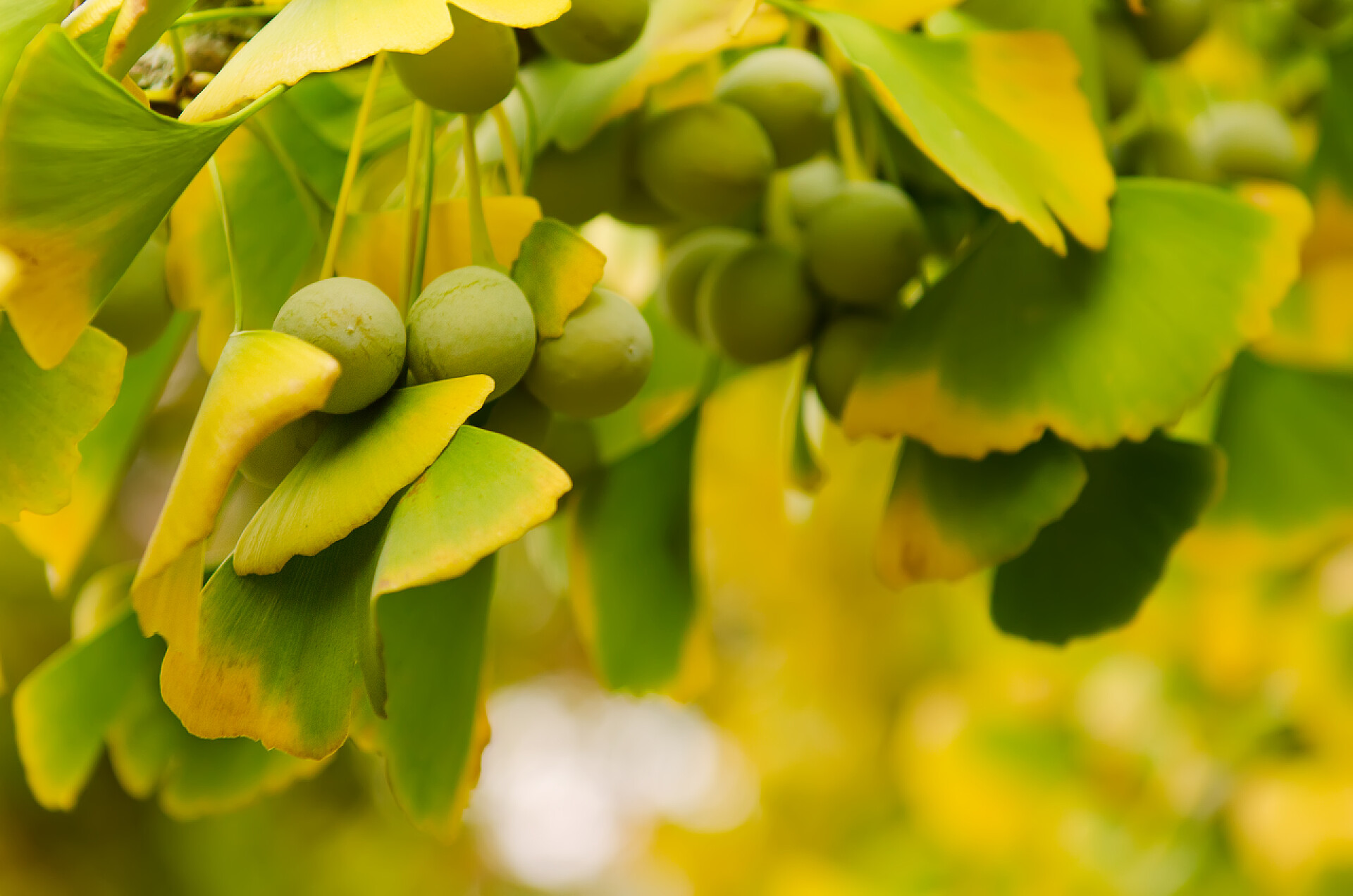 绿黄色的叶子和果实银杏叶；银杏叶