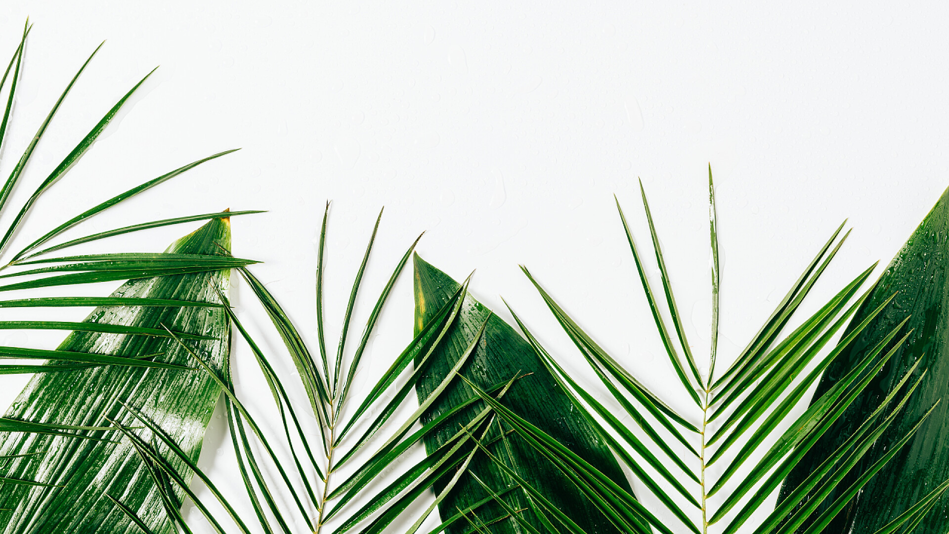 平躺在白色背景下的各种绿色树叶与水滴平躺在白色背景下的各种绿色树叶与水滴