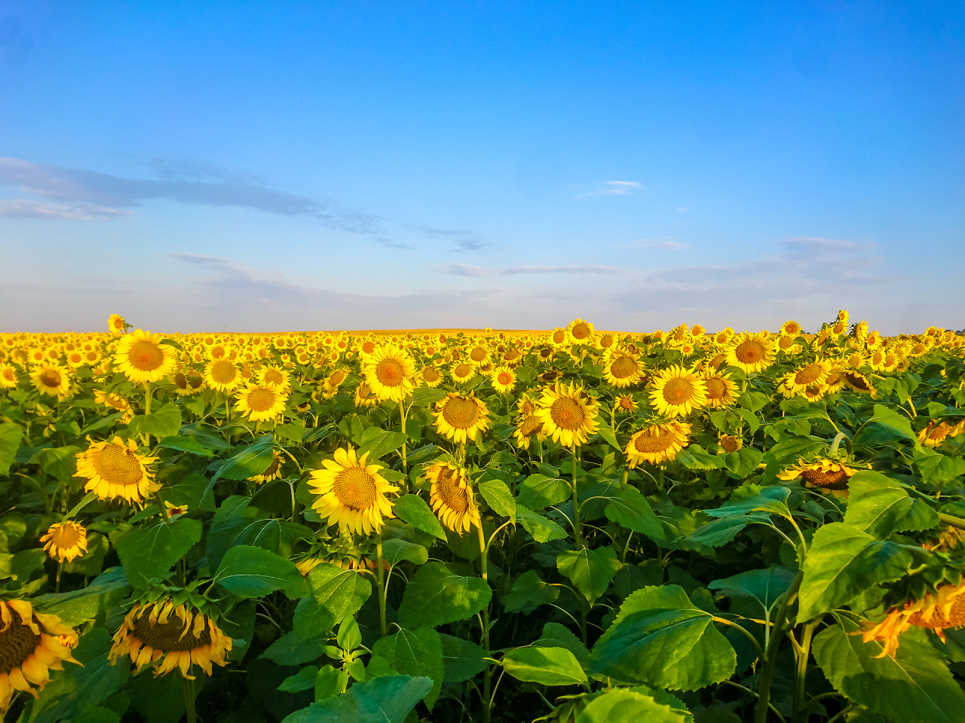 蓝天白云下一片向日葵太阳的向日葵