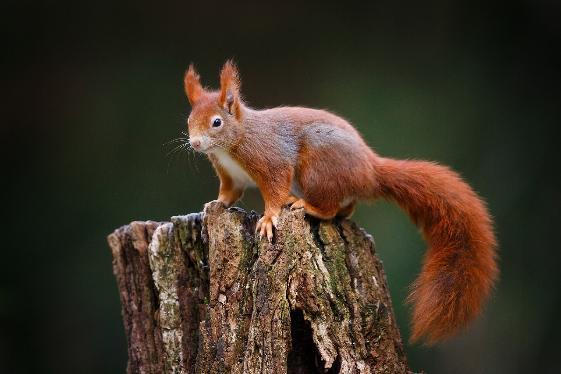 站在树干上的松鼠小红松鼠坐在树干在自然栖息地