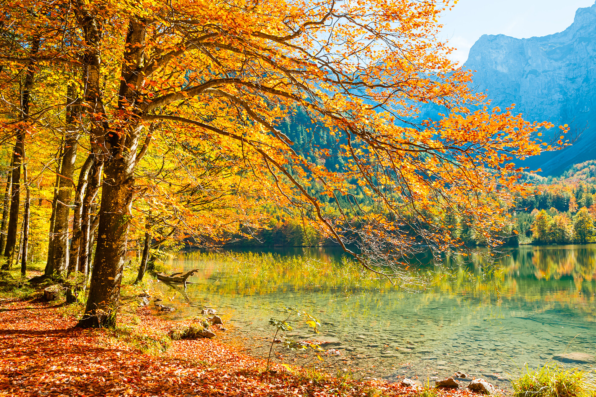 河边秋天的树木奥地利阿尔卑斯湖岸边有红黄树叶的秋树.