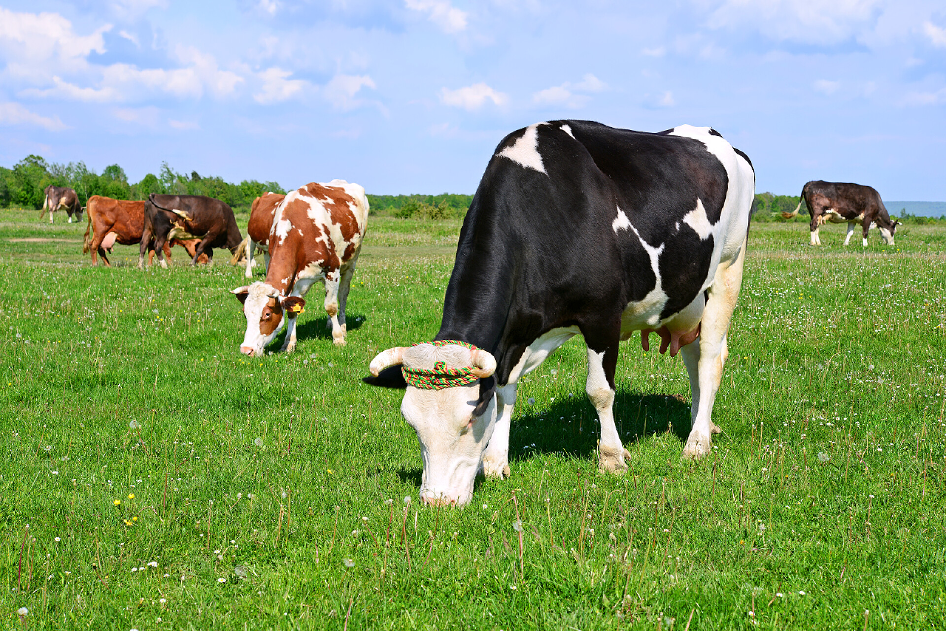 夏天牧场上的奶牛夏天牧场上的奶牛