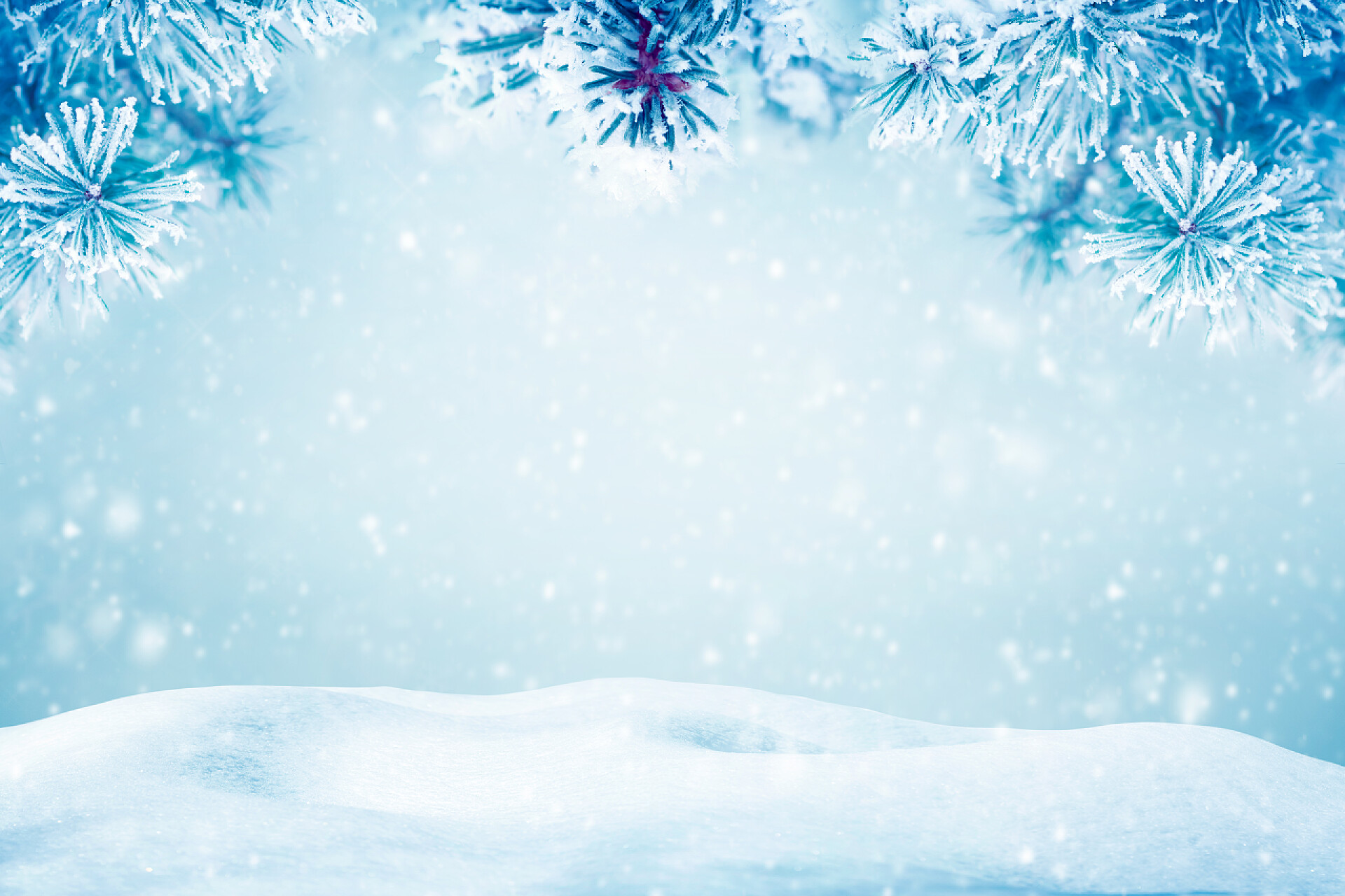 冬季飘落的雪花冬天的背景, 飘落的雪花在松树树枝上复制空间 