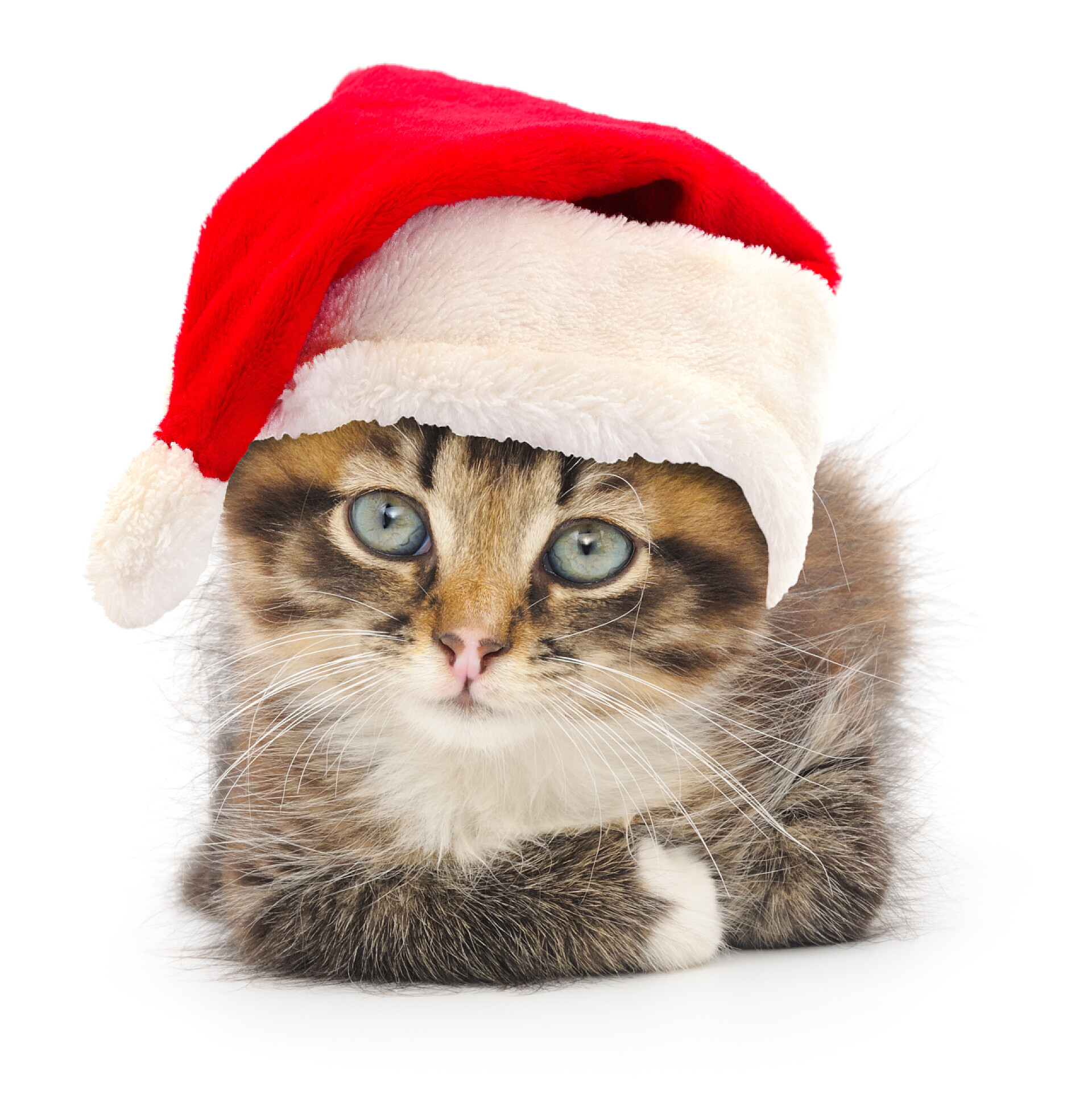 一个戴着红色圣诞帽的棕色小猫白色背景上孤立的小棕色小猫.