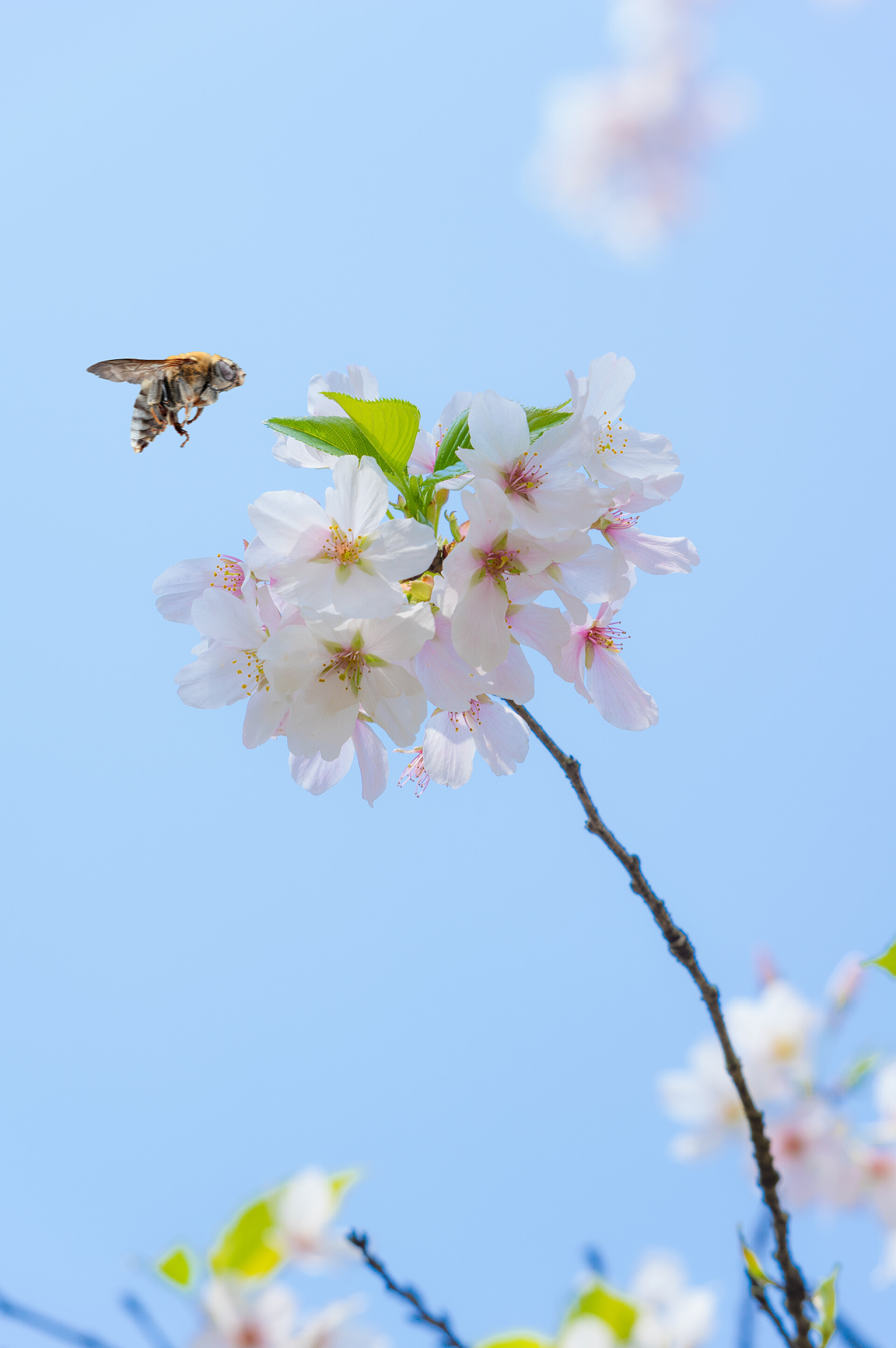 春天的盛开的樱花吸引来的一只蜜蜂武汉樱花花园春天的风景
