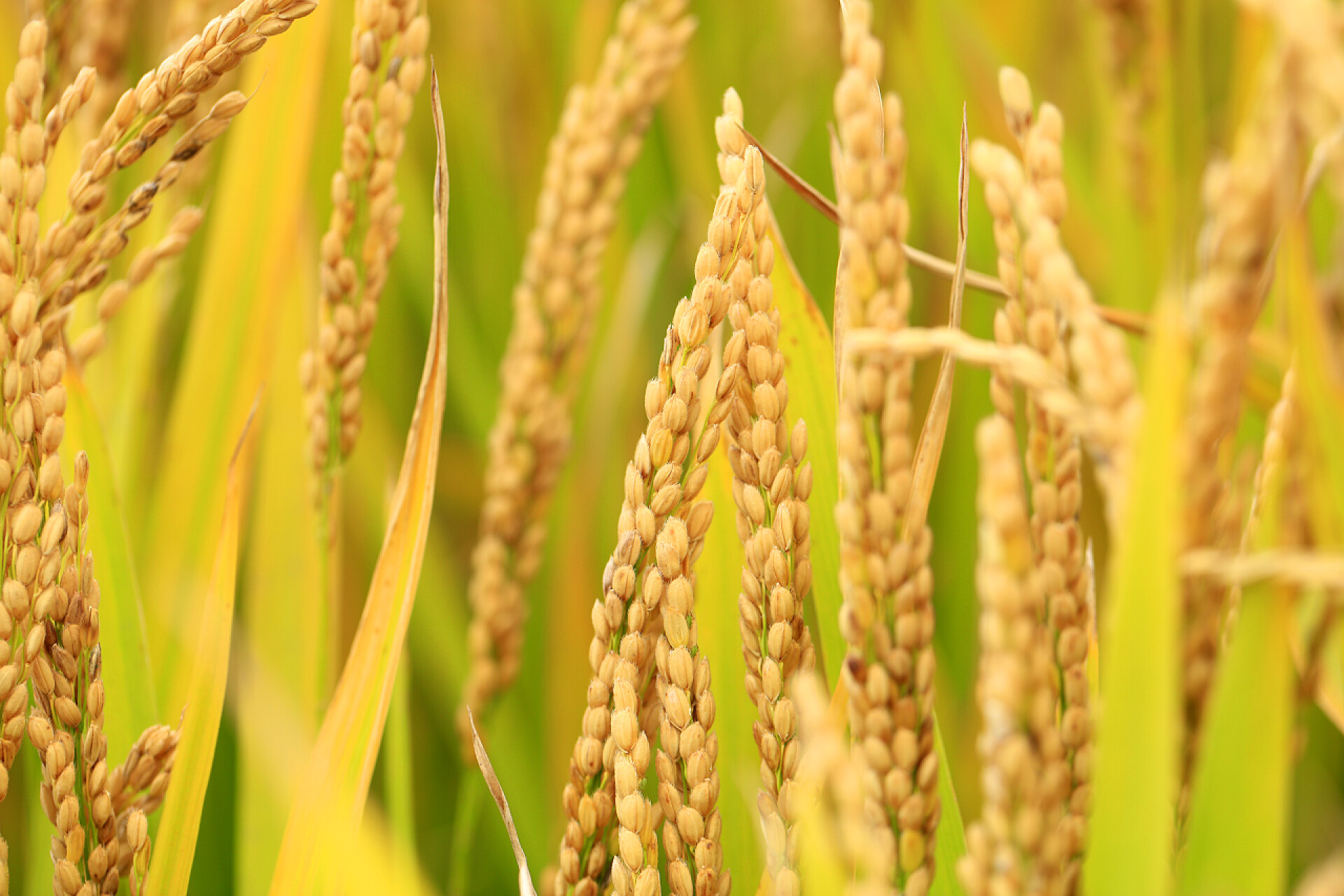 稻田里成熟的稻谷稻田里的成熟水稻,