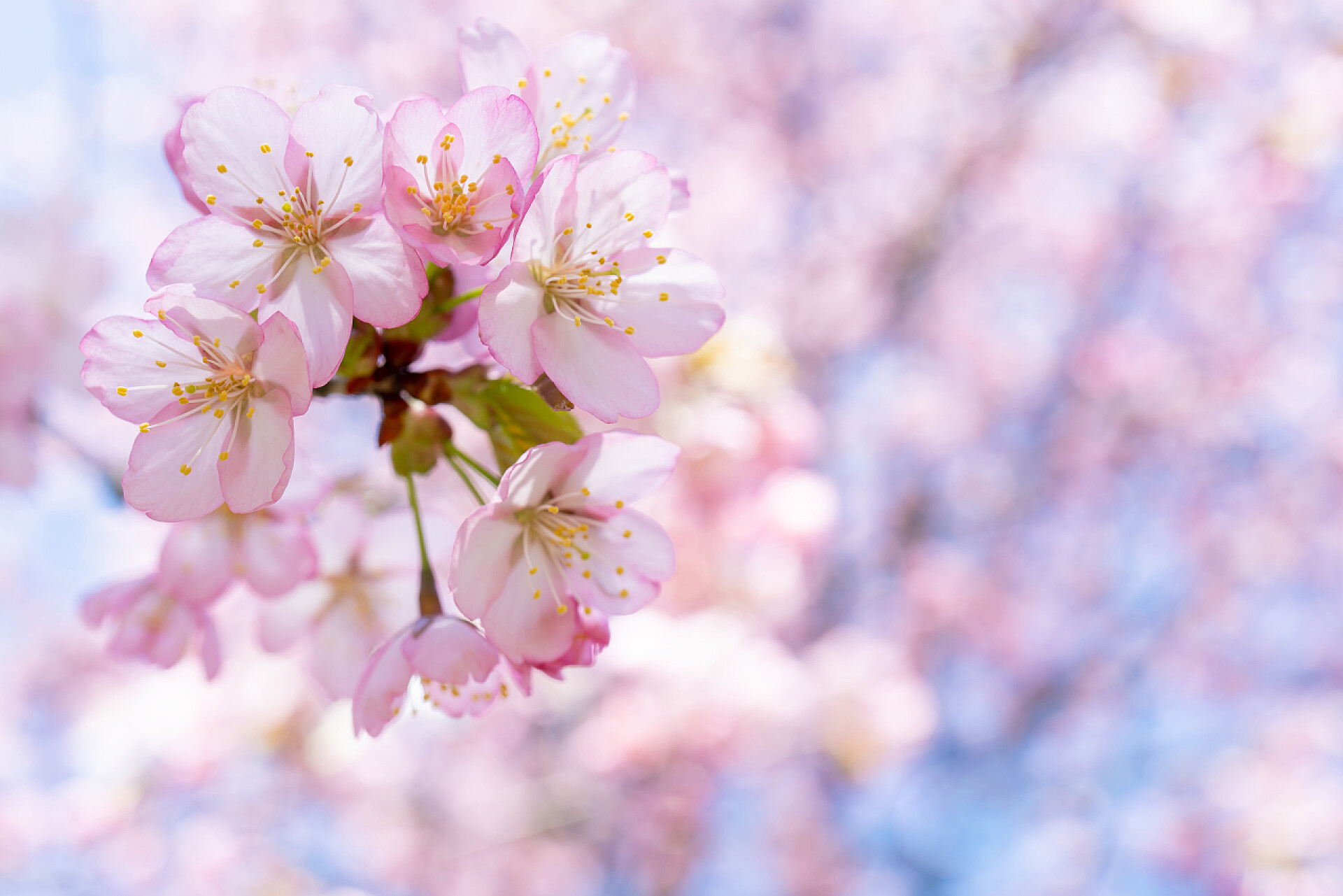 粉红色的樱花春天的樱花。美丽的粉红花朵背景. 