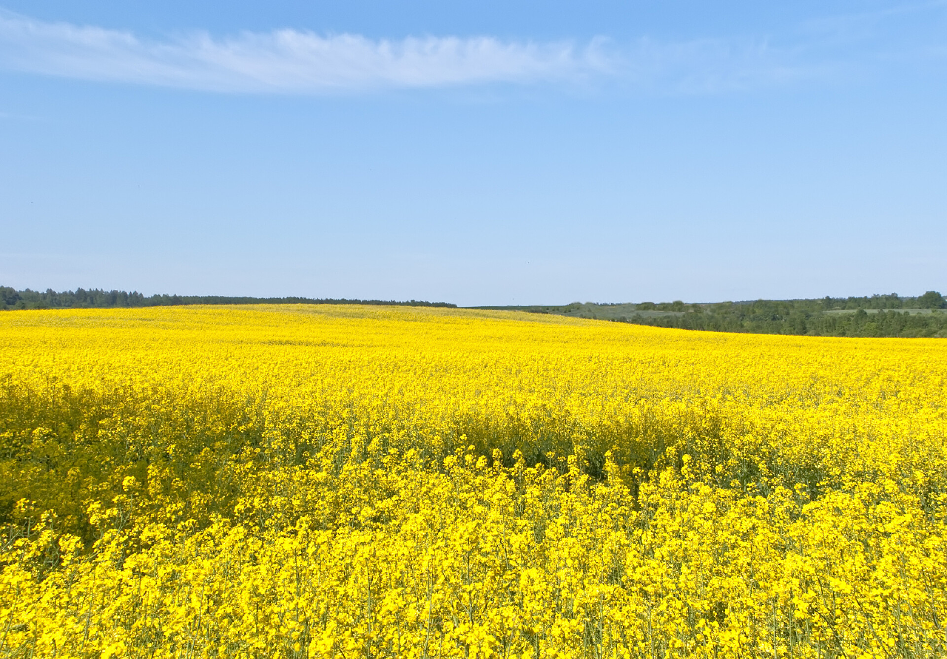 蓝天下的油菜花田如诗如画的风光
