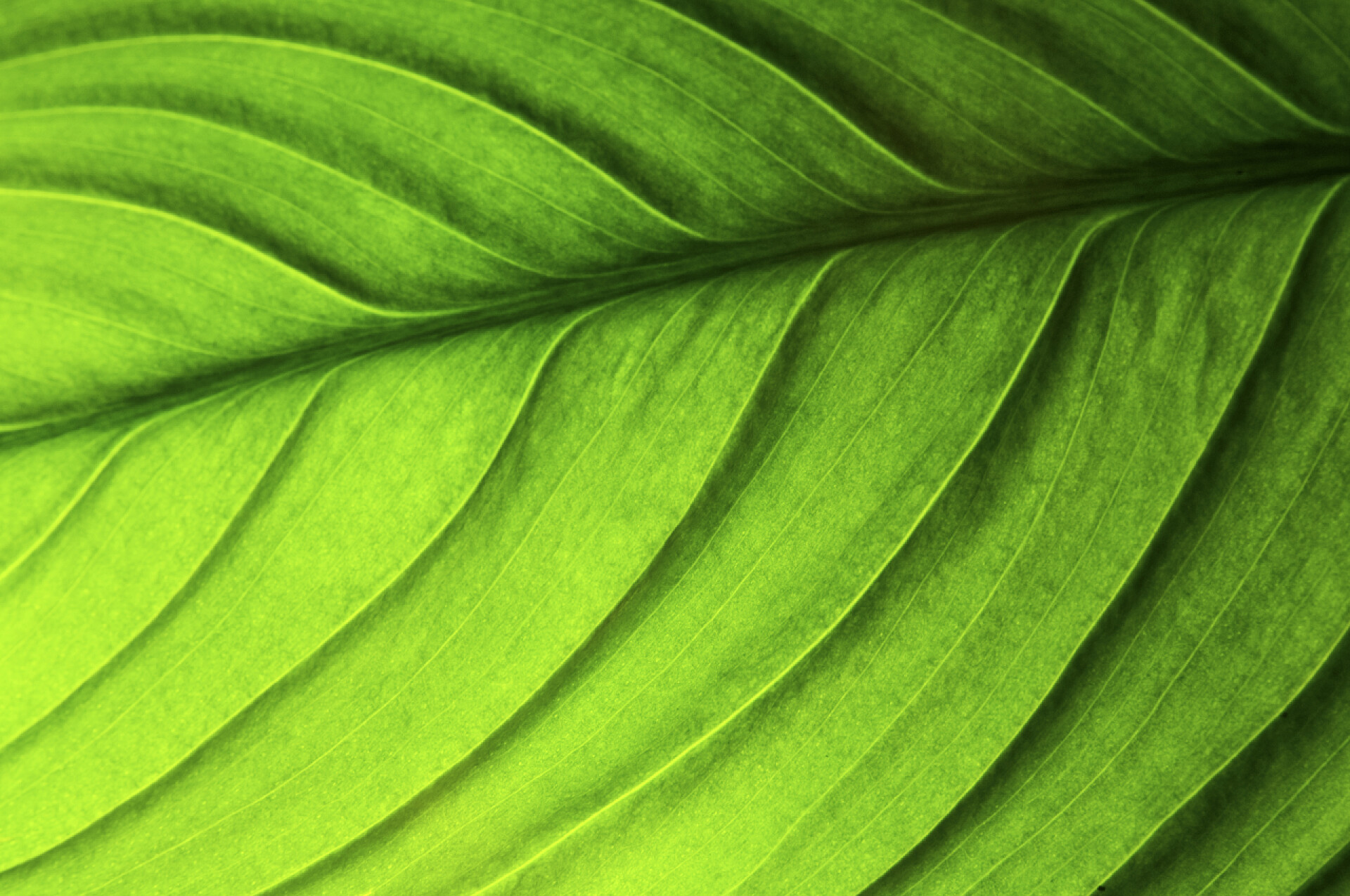 绿叶上的纹理特写镜头绿叶