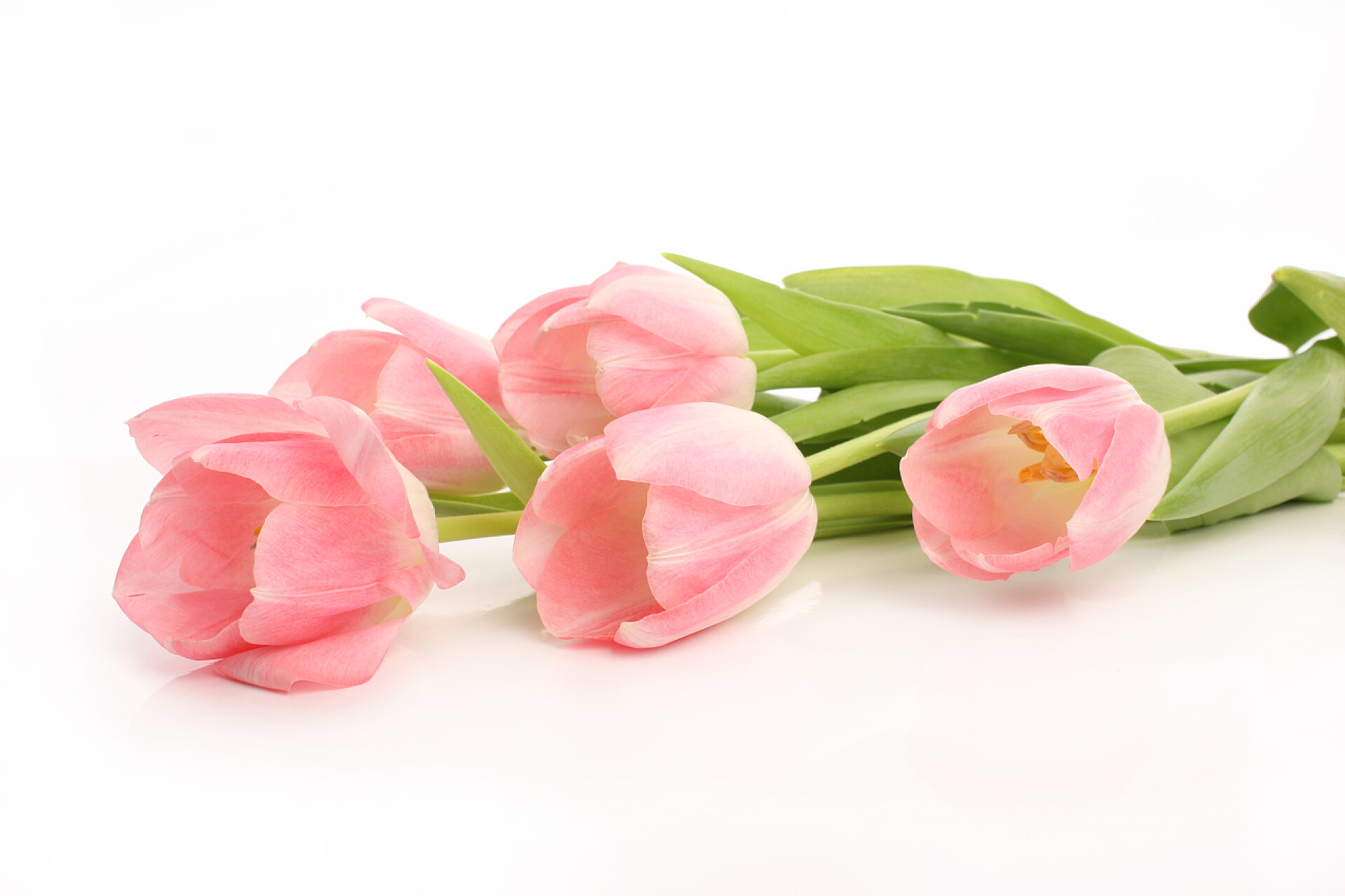 白色背景上一支粉红郁金香粉色的花