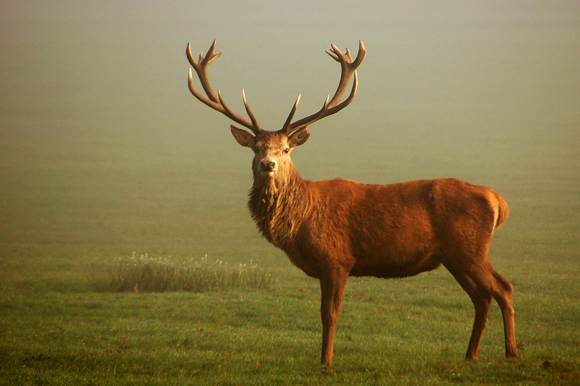 草原上的一只麋鹿小鹿