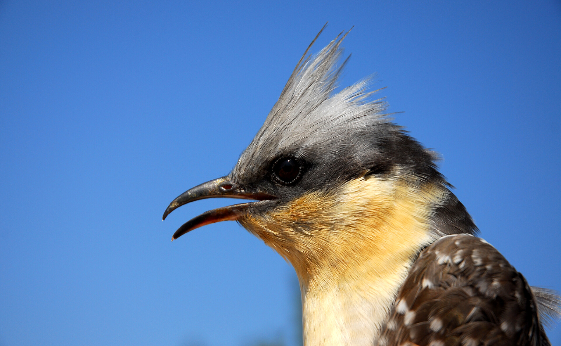 蓝天背景下的杜鹃大斑的杜鹃