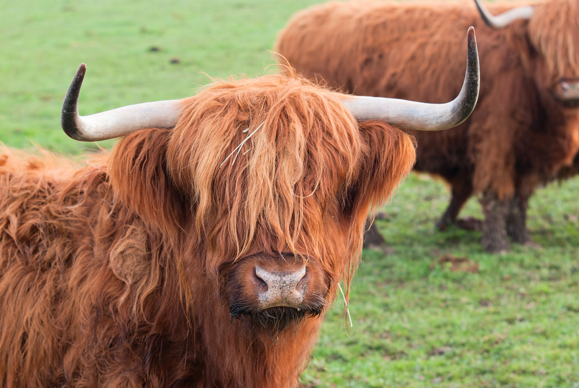 草原上的牦牛牦牛