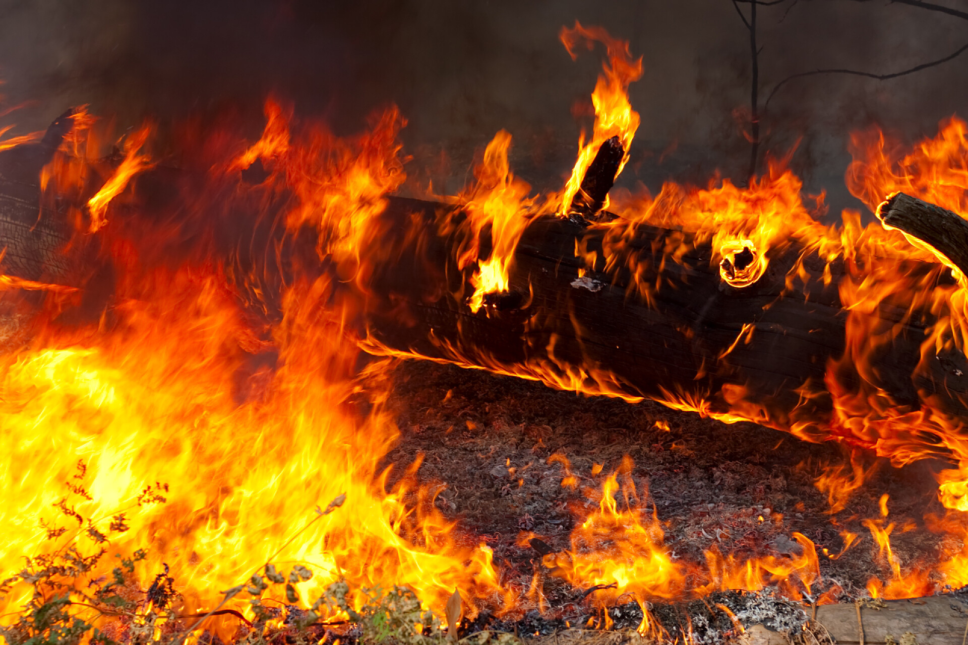 森林中发生火灾森林火灾