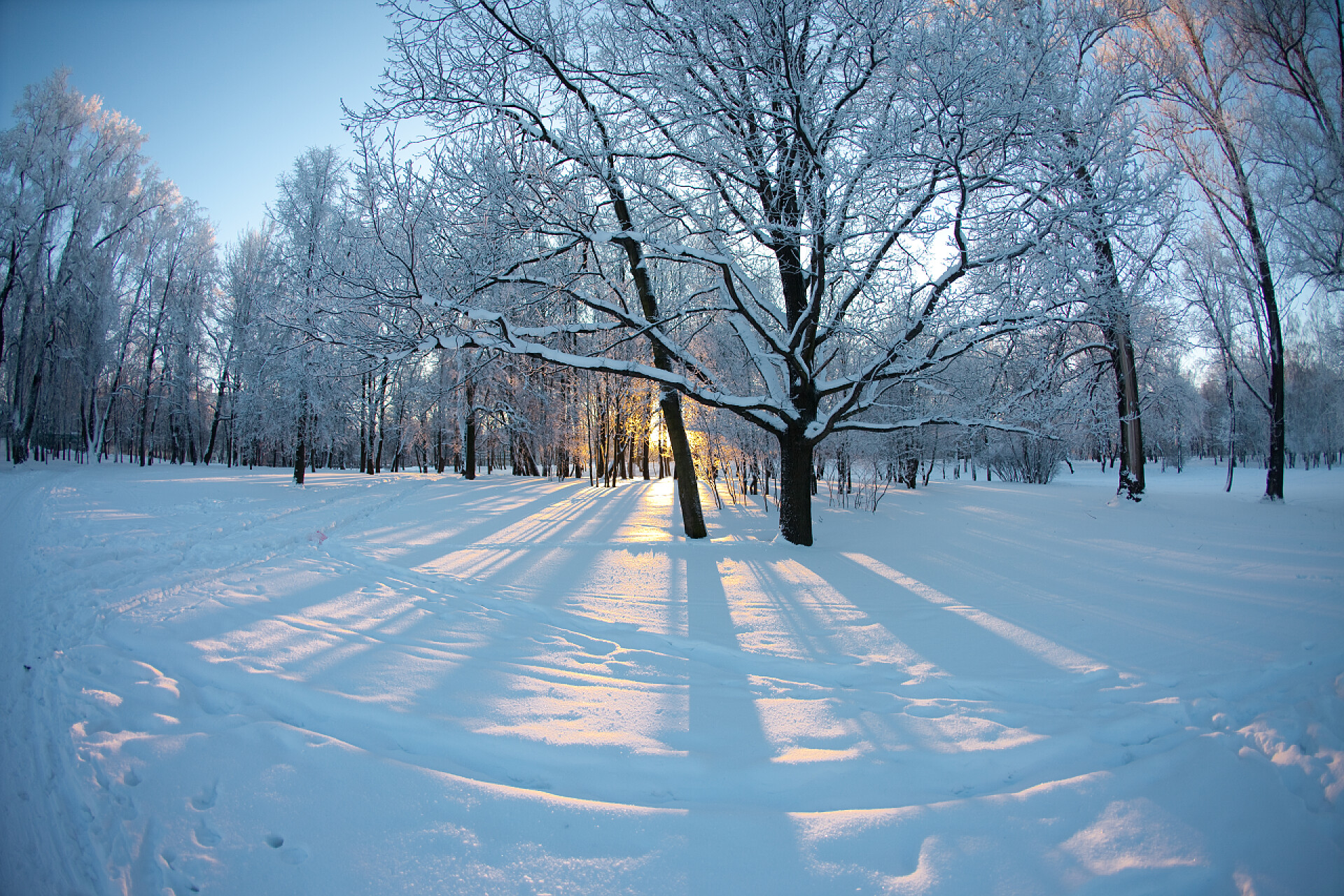 冬季森林雪景冬季