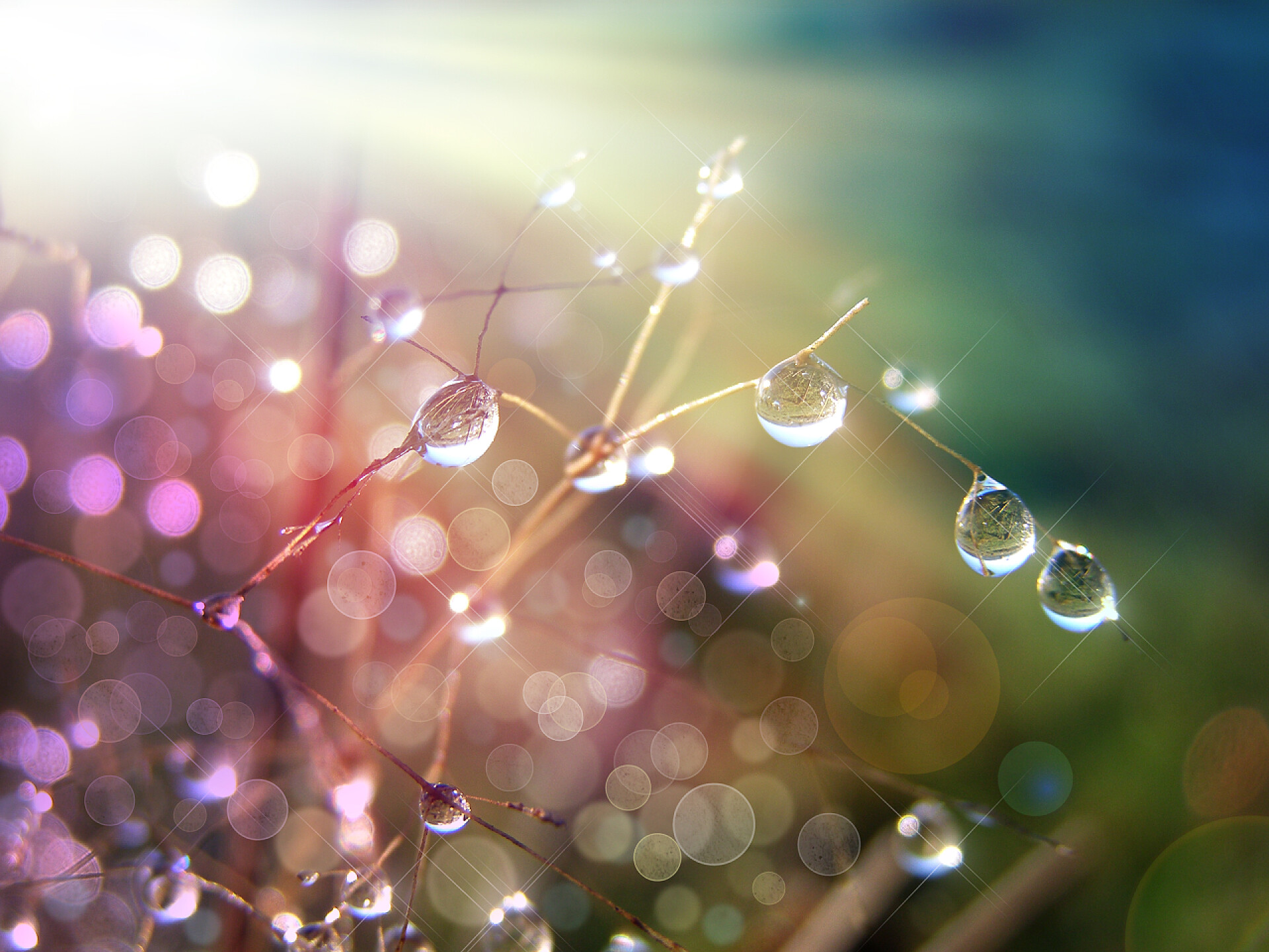 清晨阳光照射在草地草上的露珠