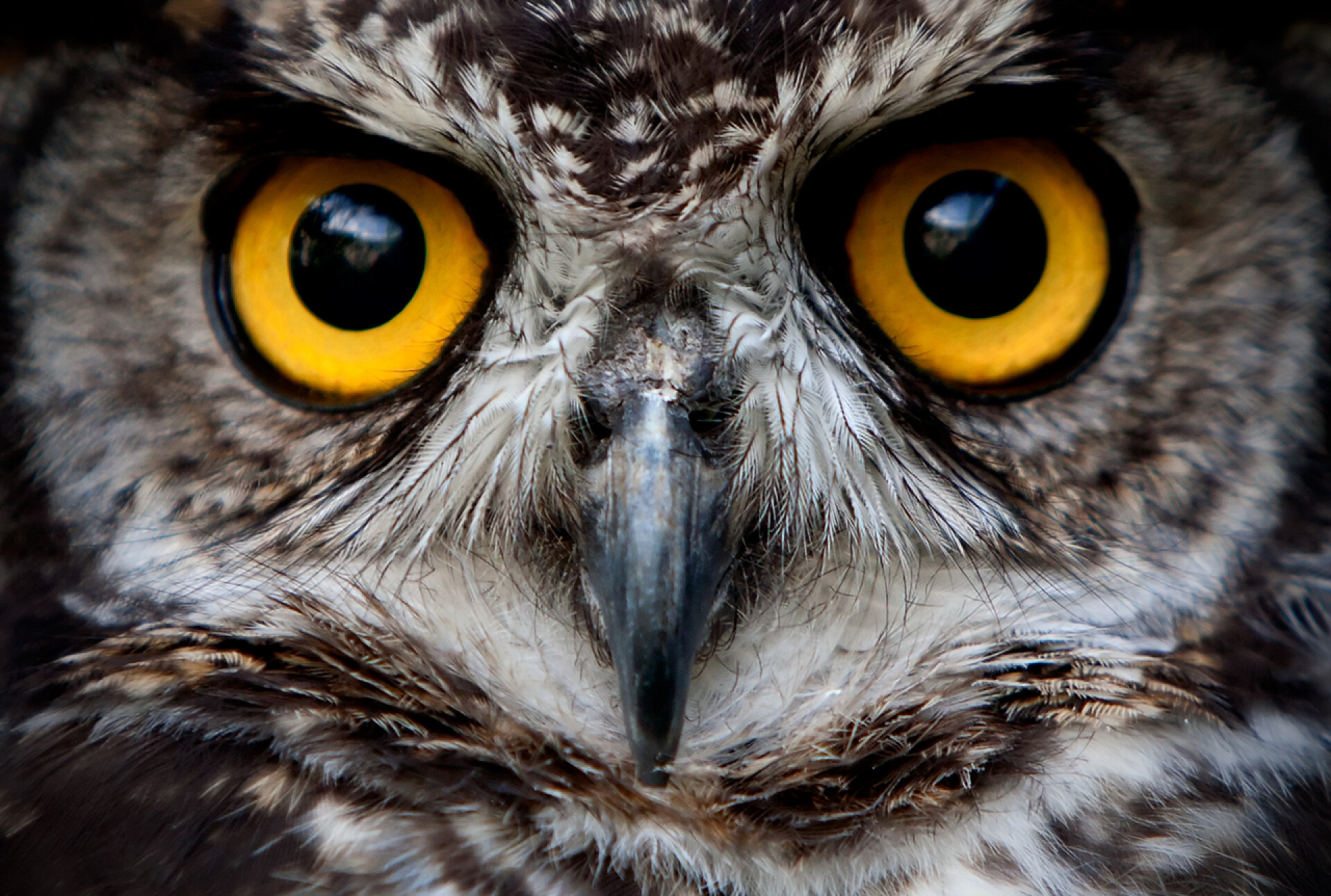 一只猫头鹰眼部特写Owl Bird Face Close Up