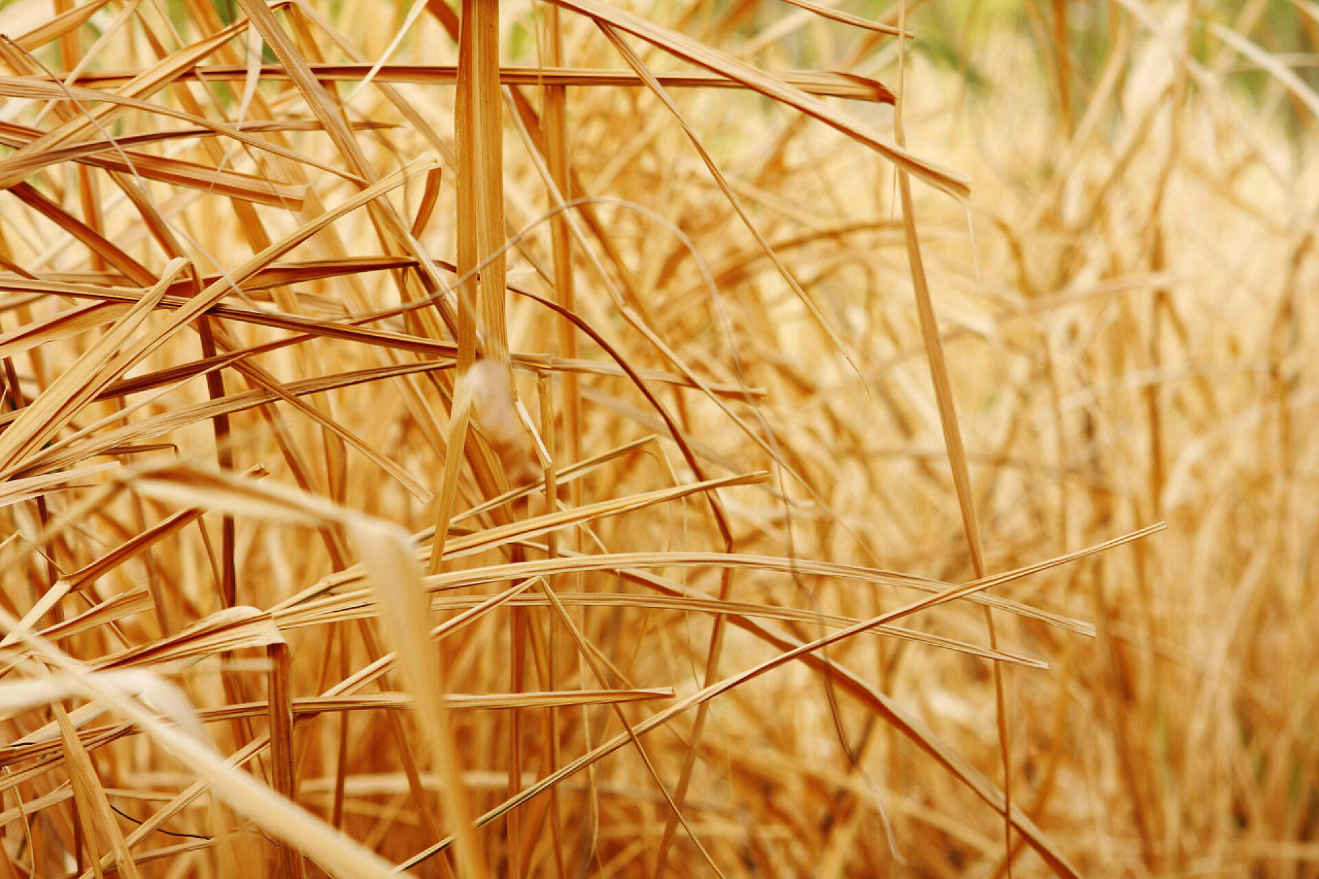 田野上枯黄的干草干草的近景背景结构