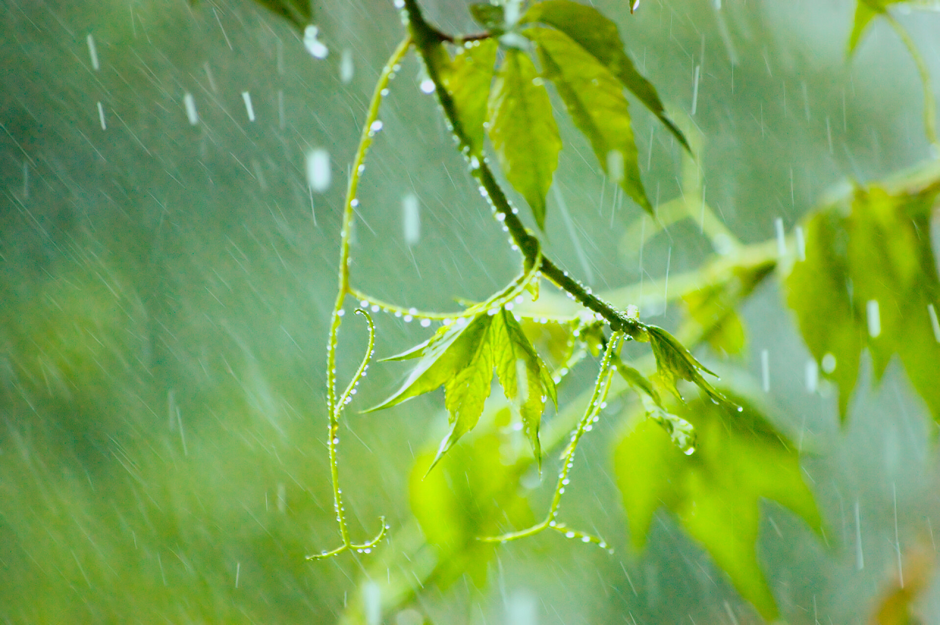 雨季的爬山虎爬山虎在雨、 温柔散景、 大特写