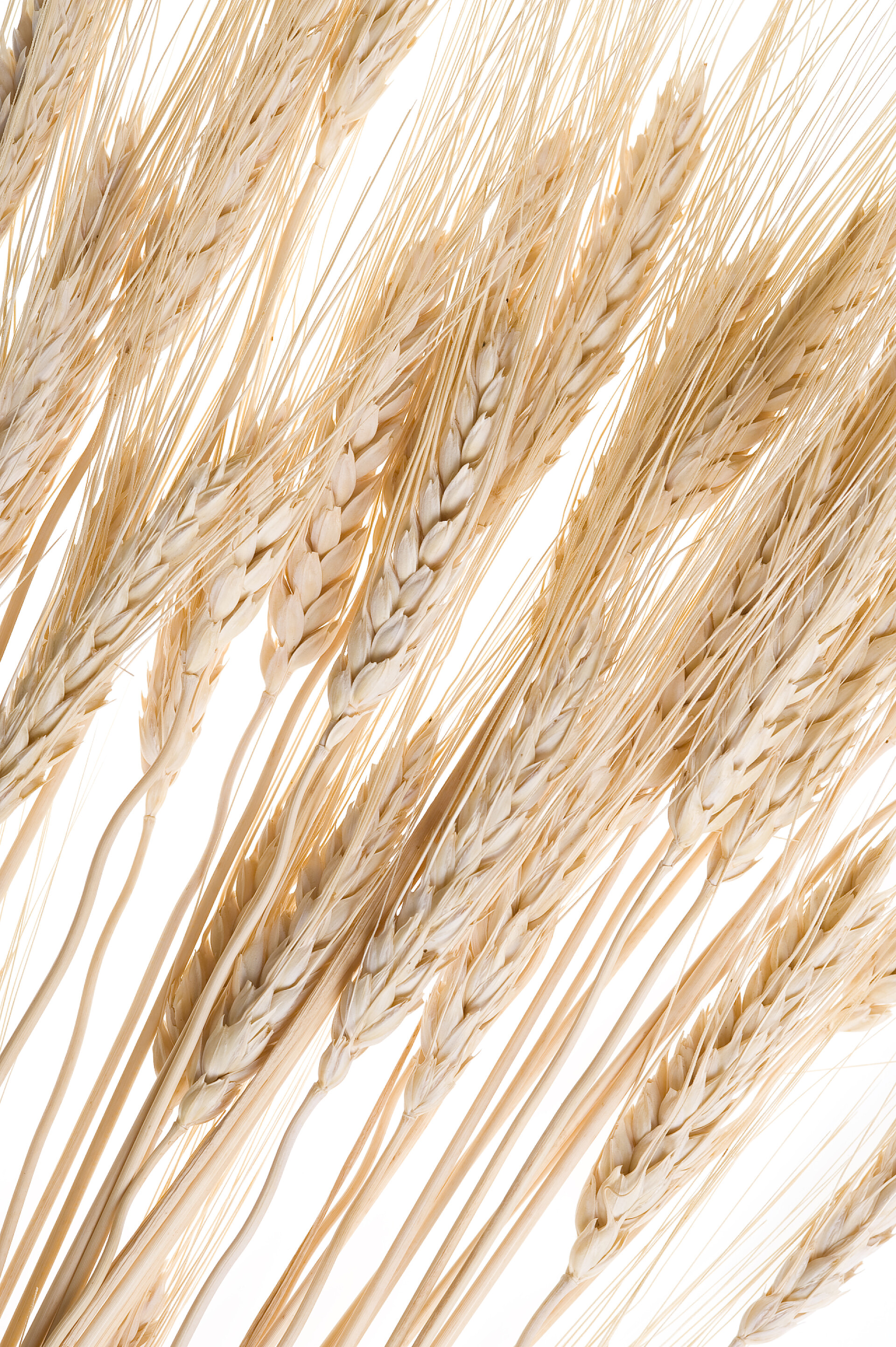 白色背景上的黄色麦子小麦