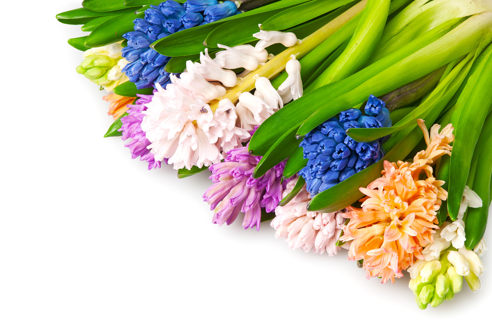 白色背景上的风信子花风信子