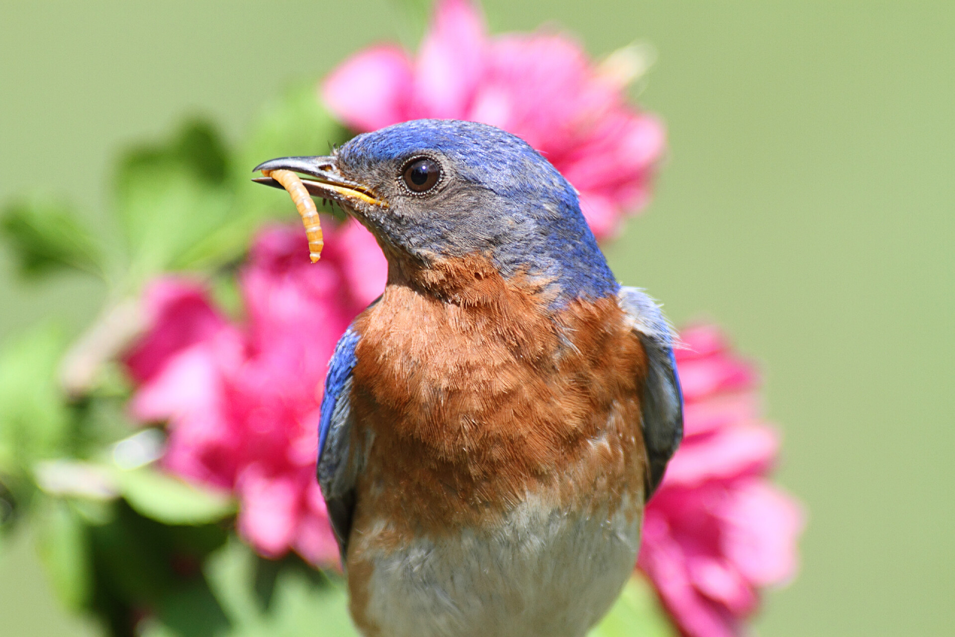 灌木丛上的一只小鸟东方蓝鸟