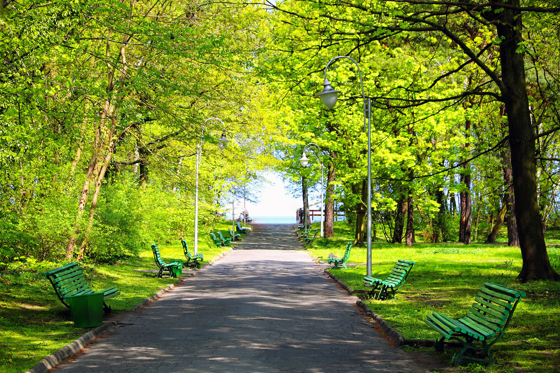 公园道路两旁的树木青朴