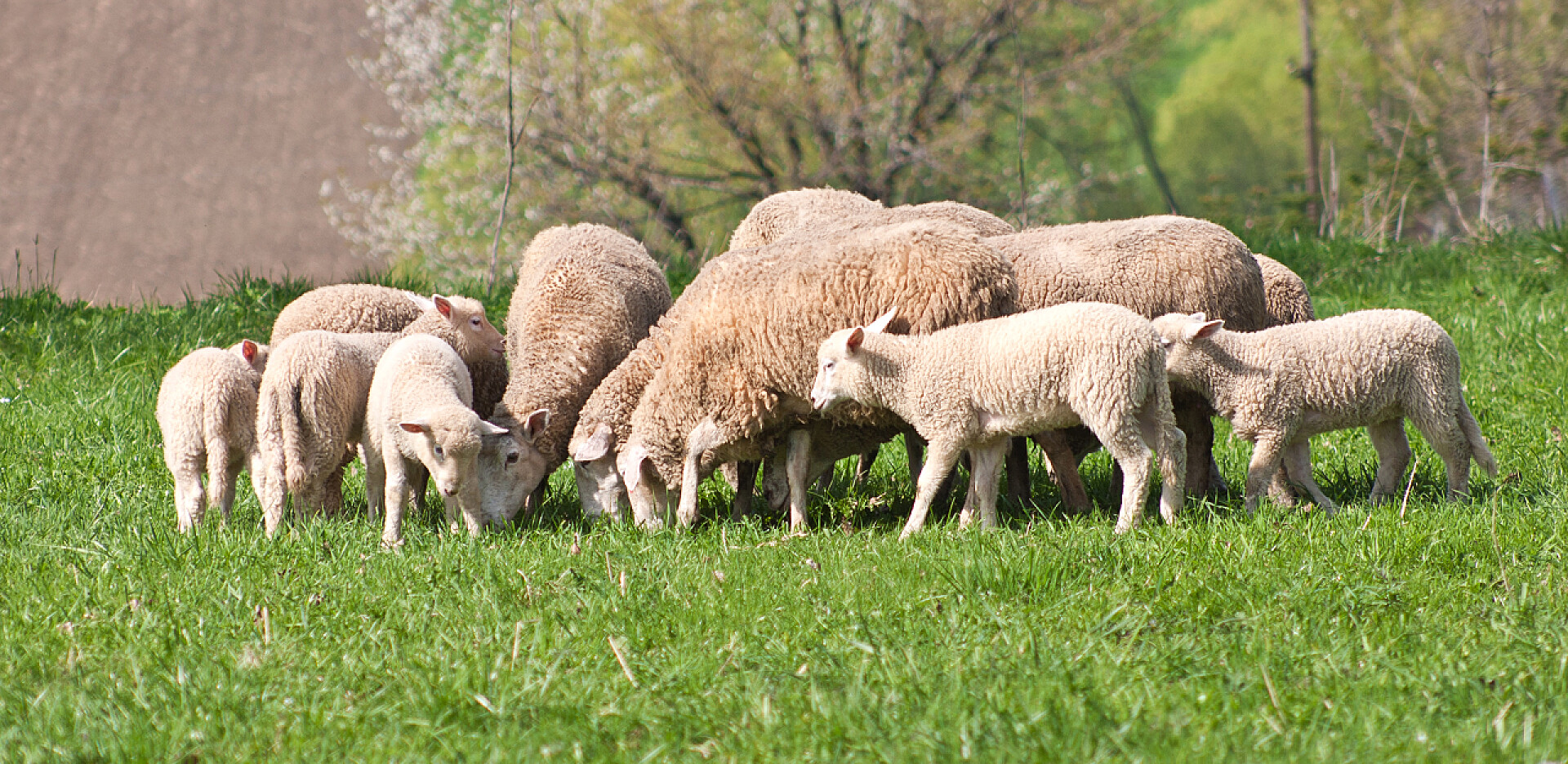在草地上觅食的绵羊绵羊羊群