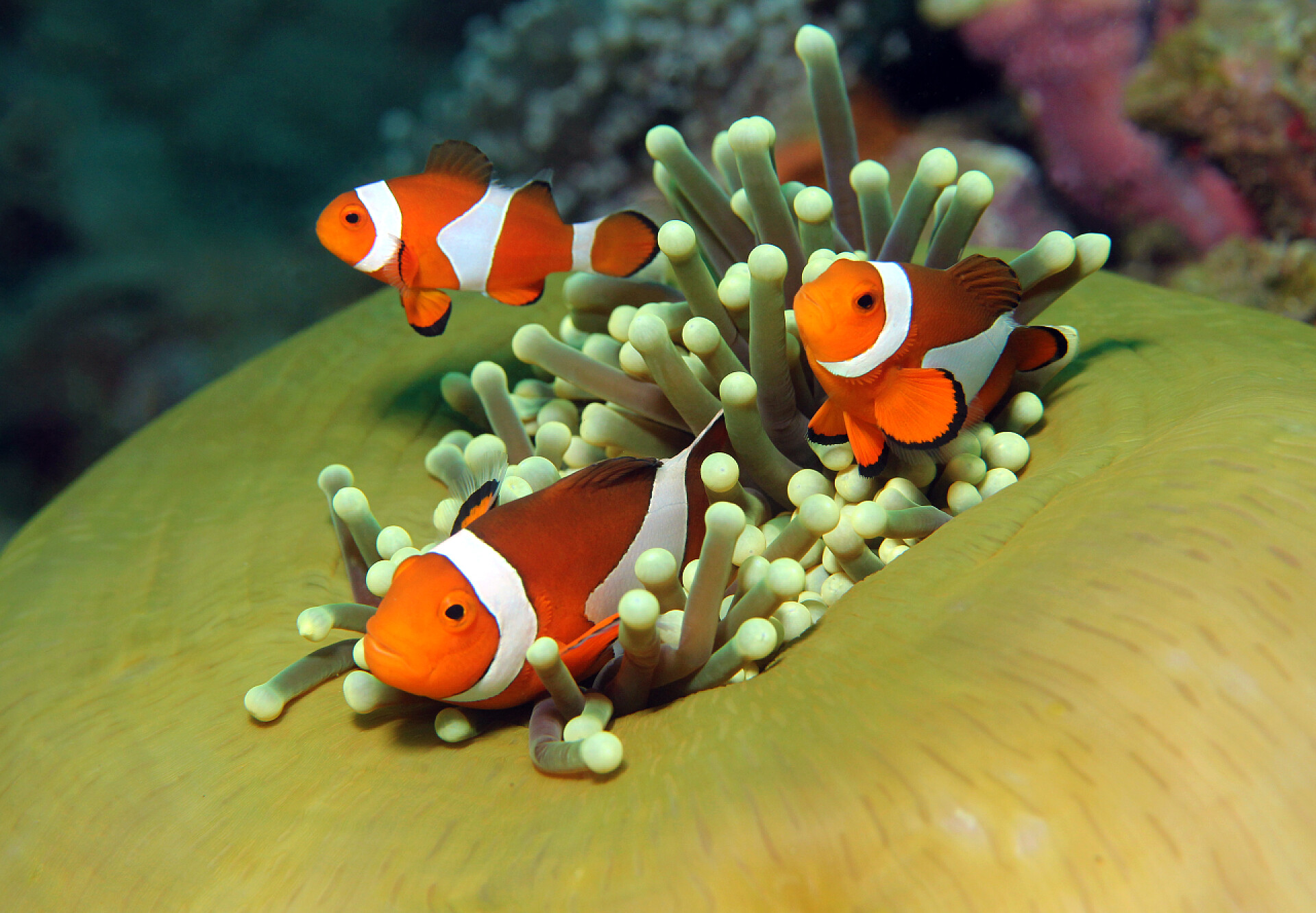 海底下在海葵边遨游的鱼群西方小丑 anemonefish