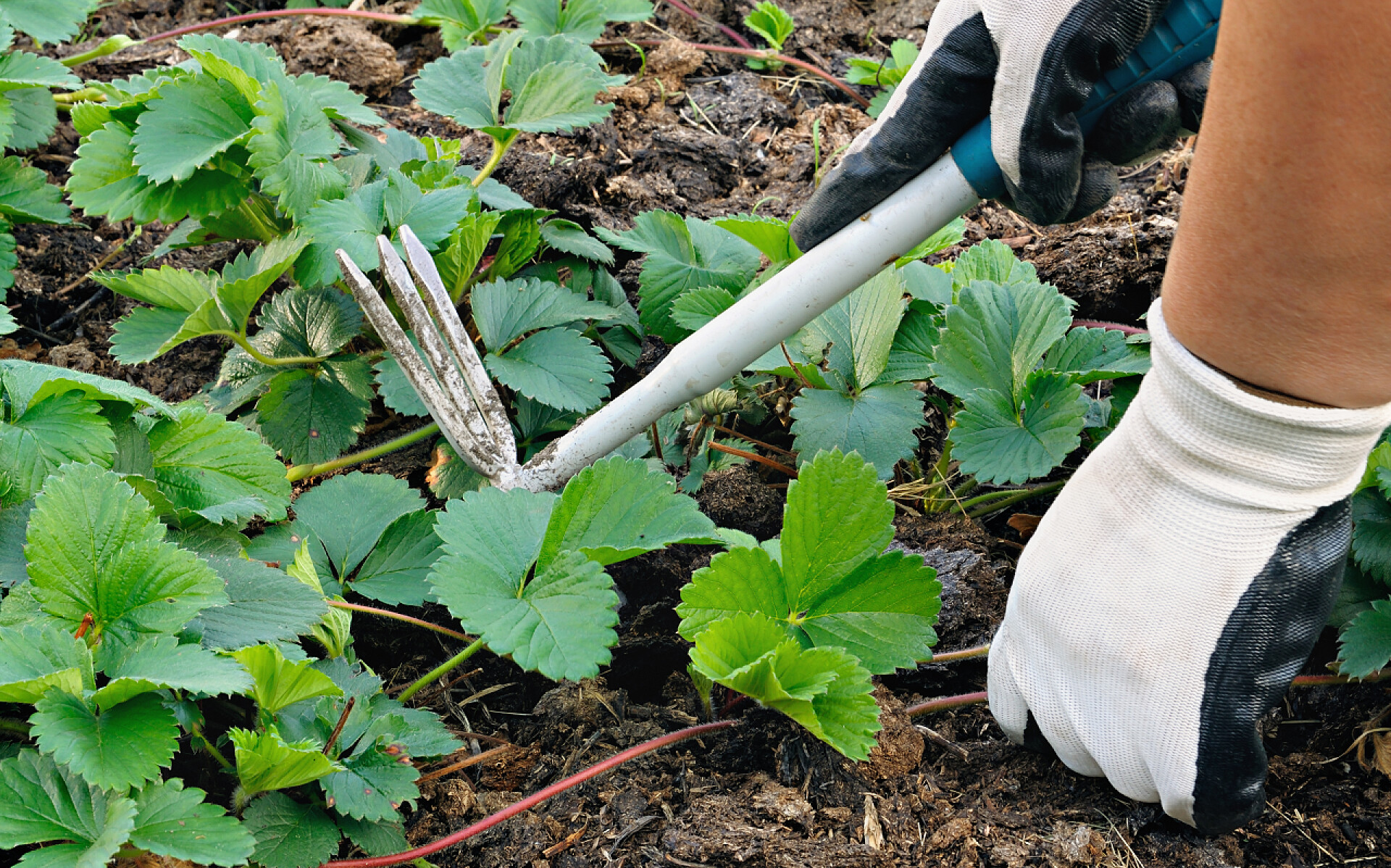 拿着锄头给草莓地挖草在花园里除草