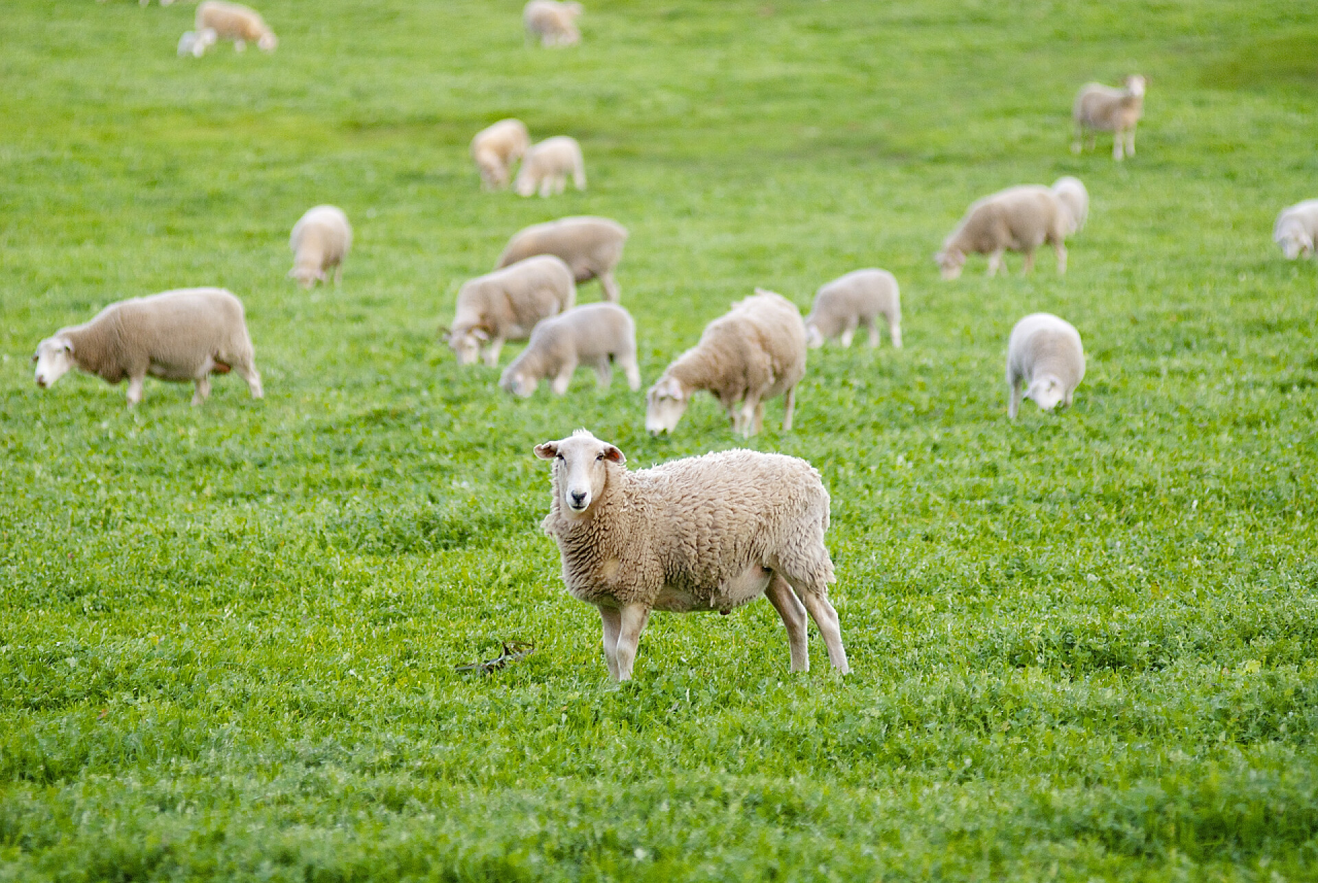 在草地上吃草的羊群Sheep Looking At The Camera in a Grassy Field