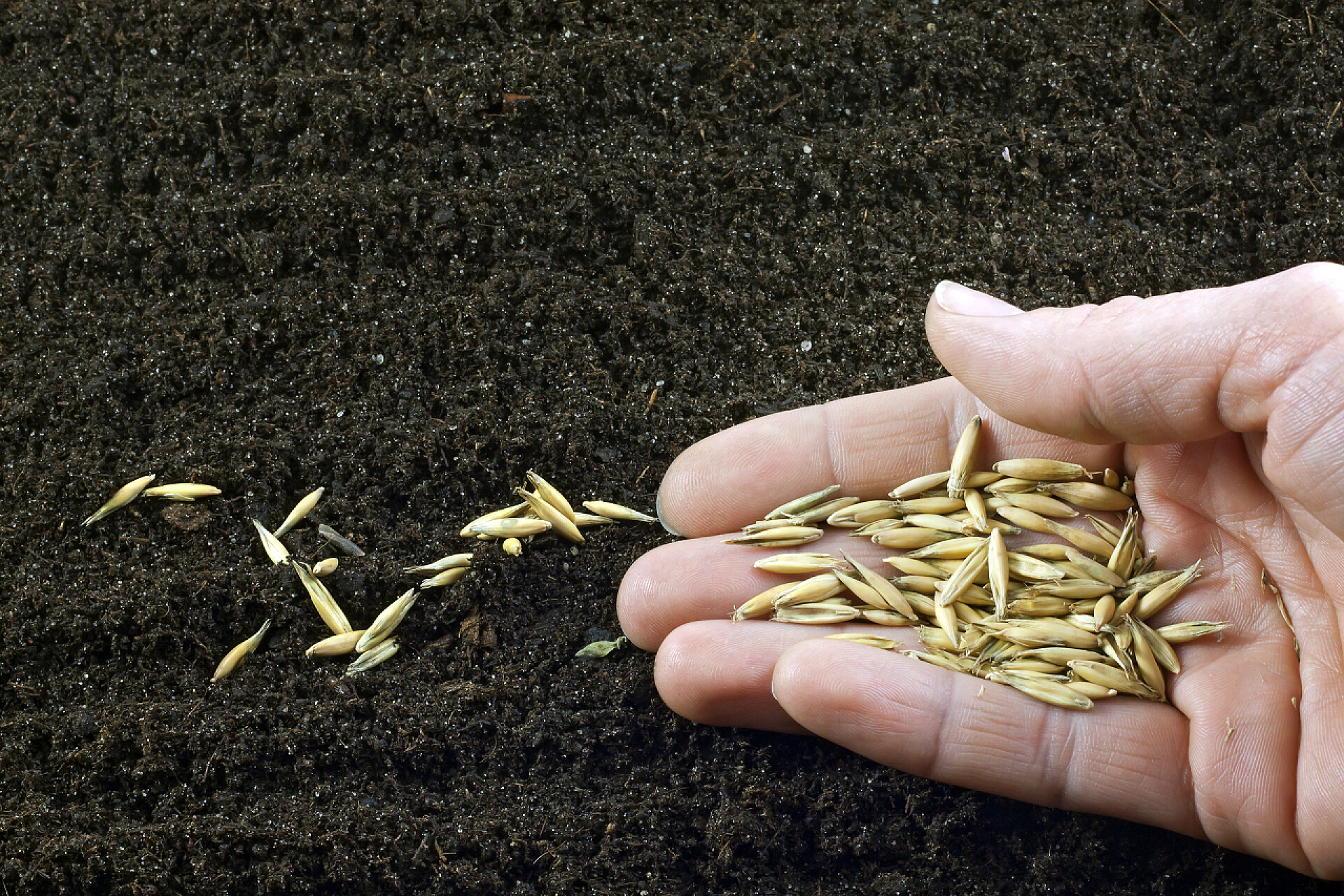 把稻米放在黑土地上播下种子