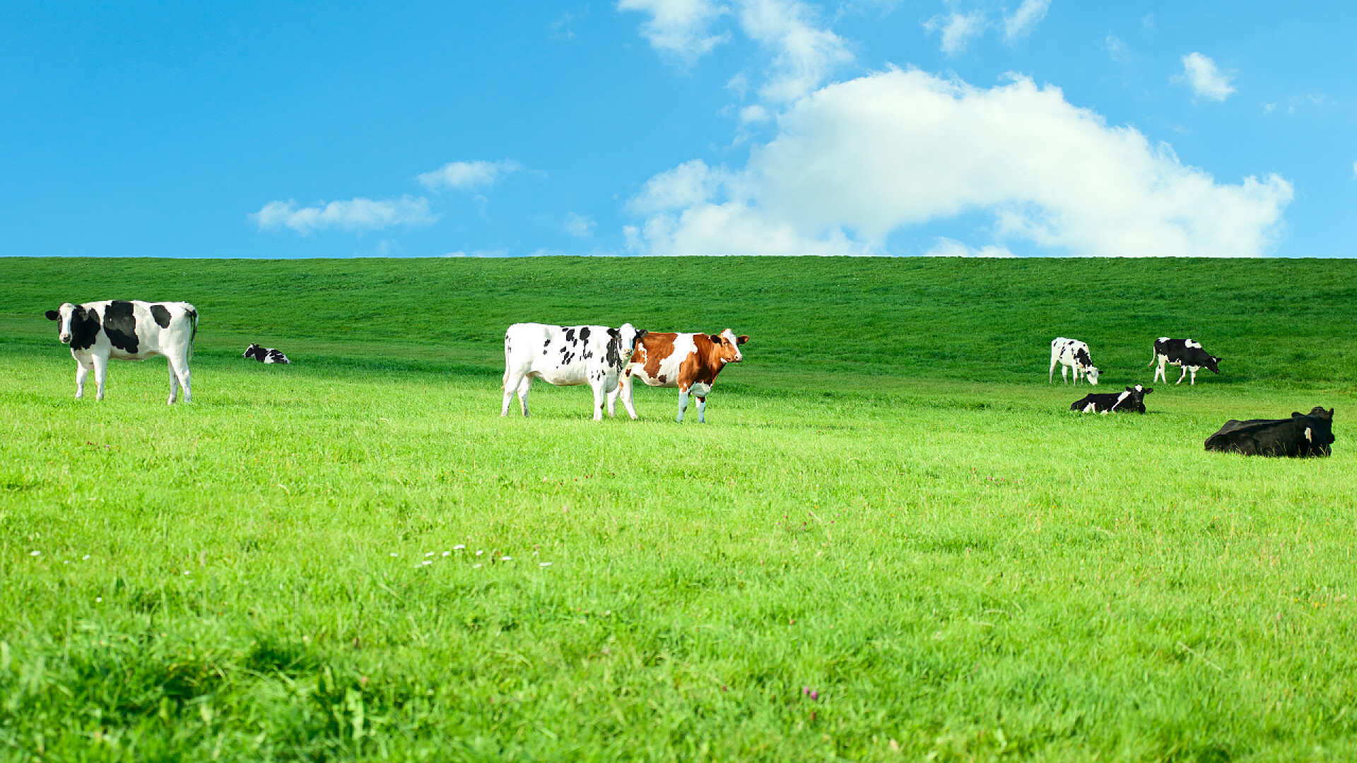 蓝天下牧场上的奶牛荷斯坦奶牛在郁郁葱葱的草地
