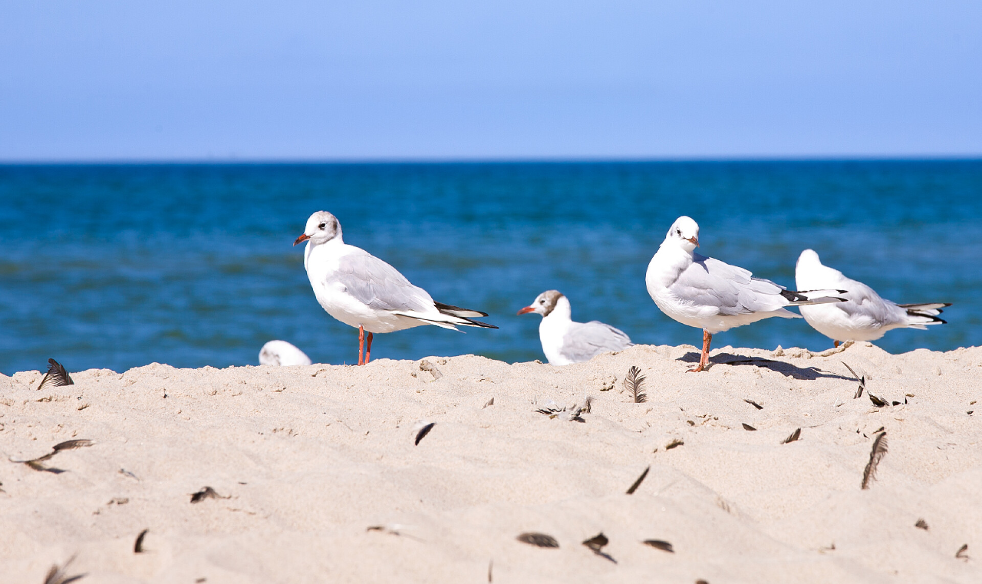 站在海滩上的白色海鸥海滩上的海鸥