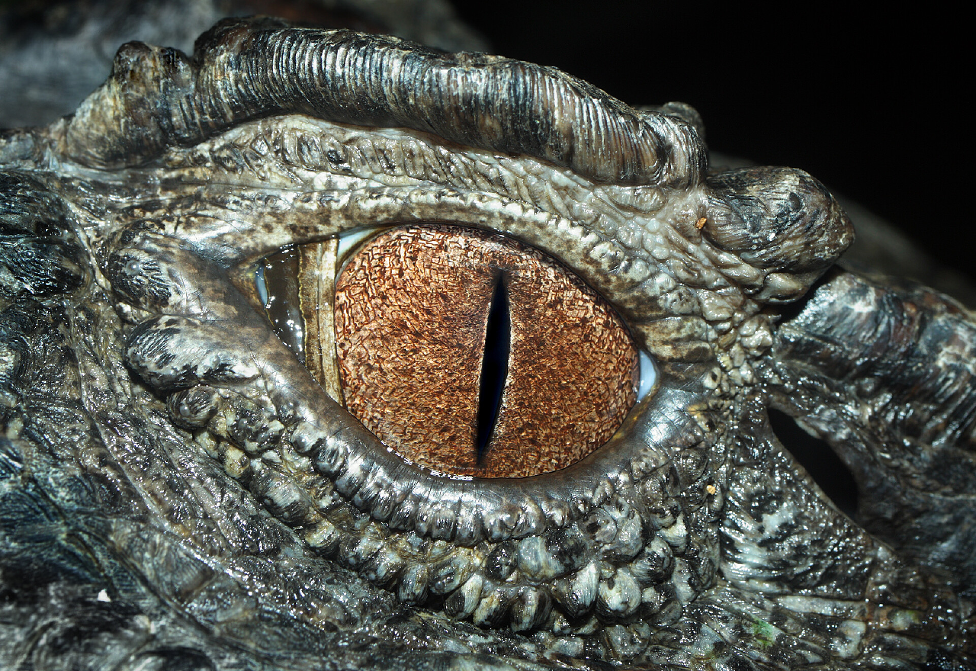 黑色背景前鳄鱼的眼睛特写鳄鱼的眼睛