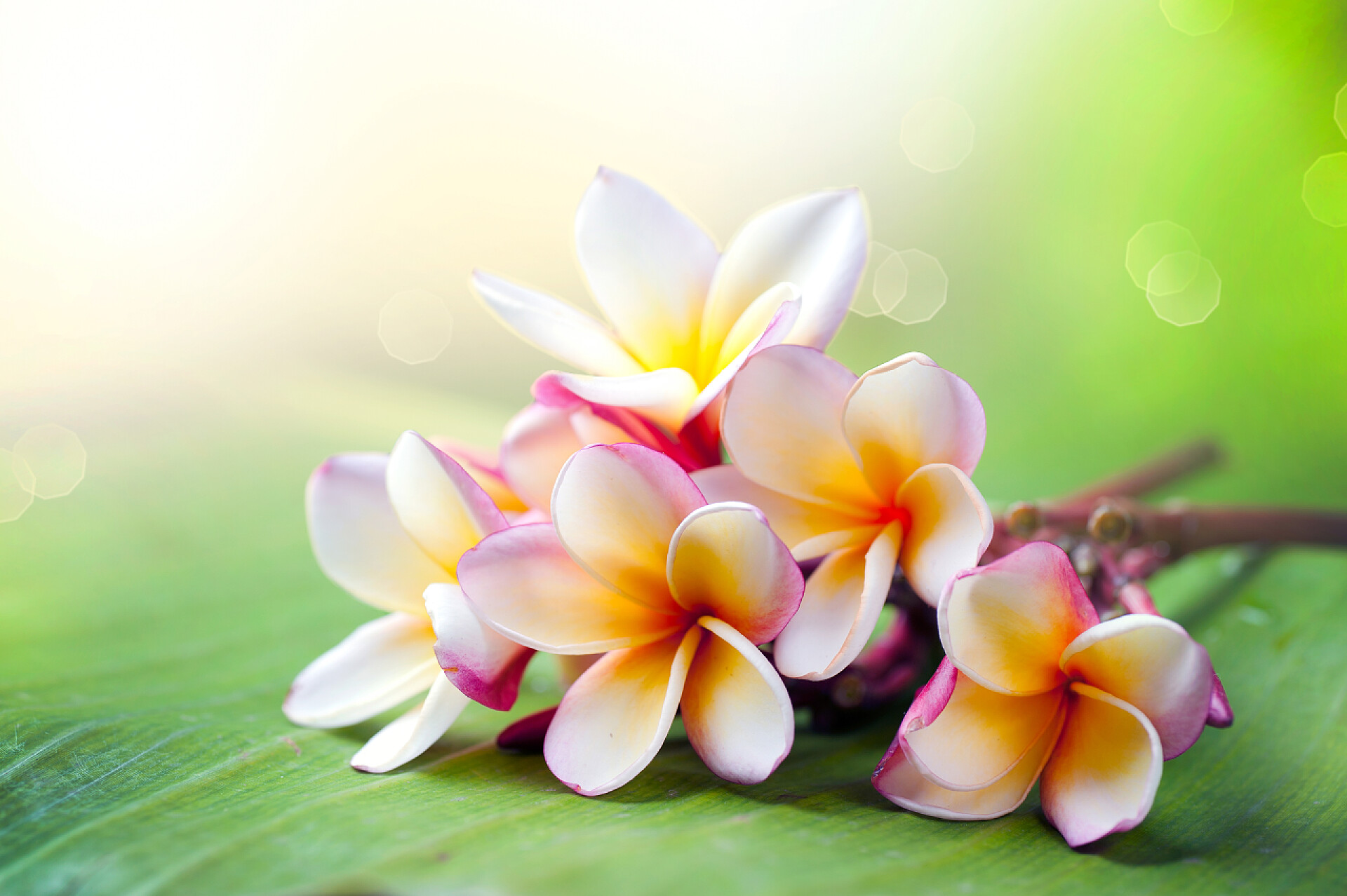 绿色背景上的热带素馨花素馨花热带 spa 花。梅香