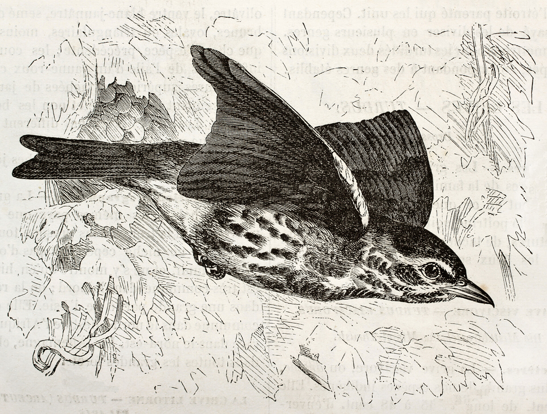 铅笔画的绘画作品红翼