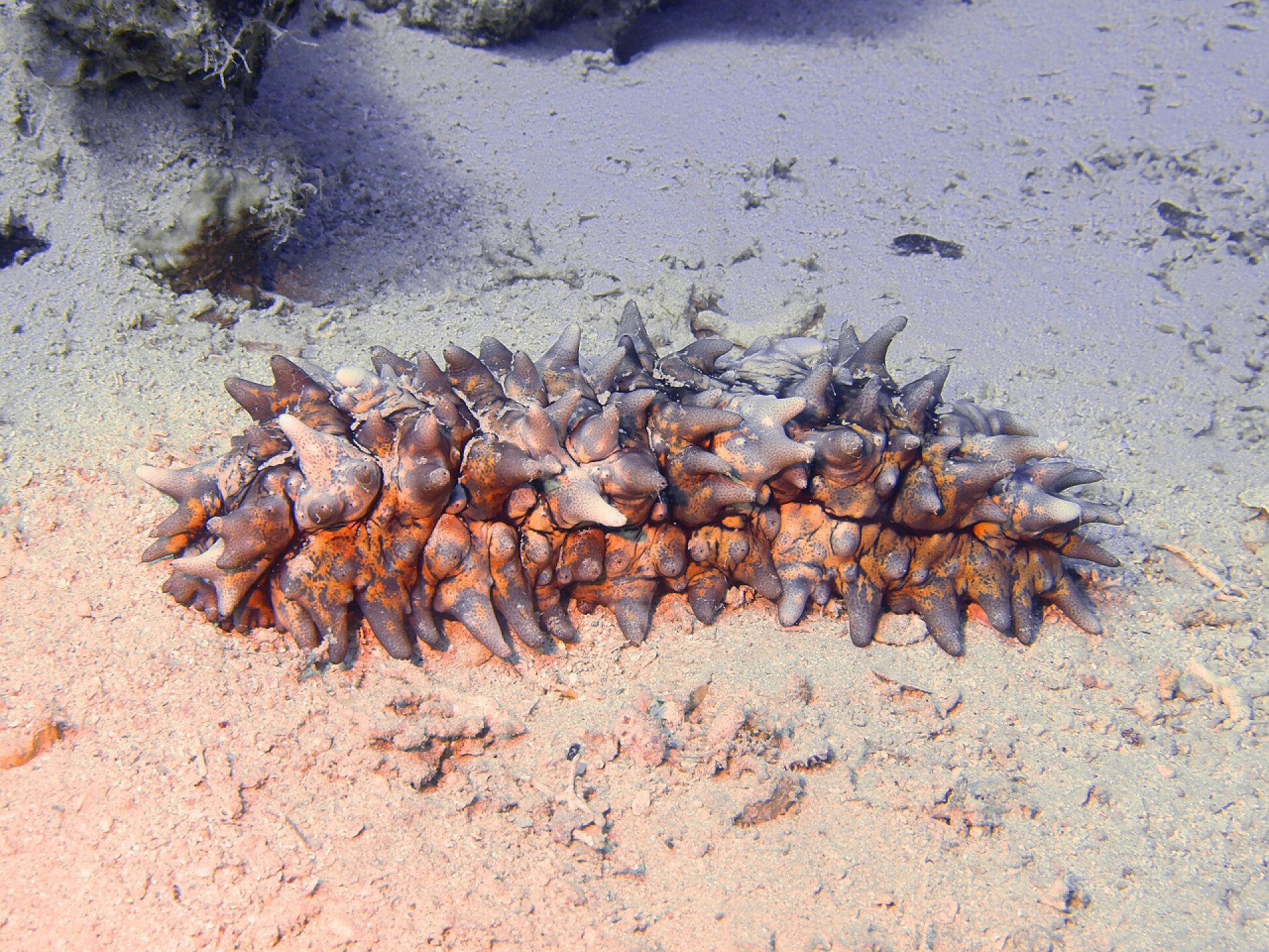 海底的海参海参