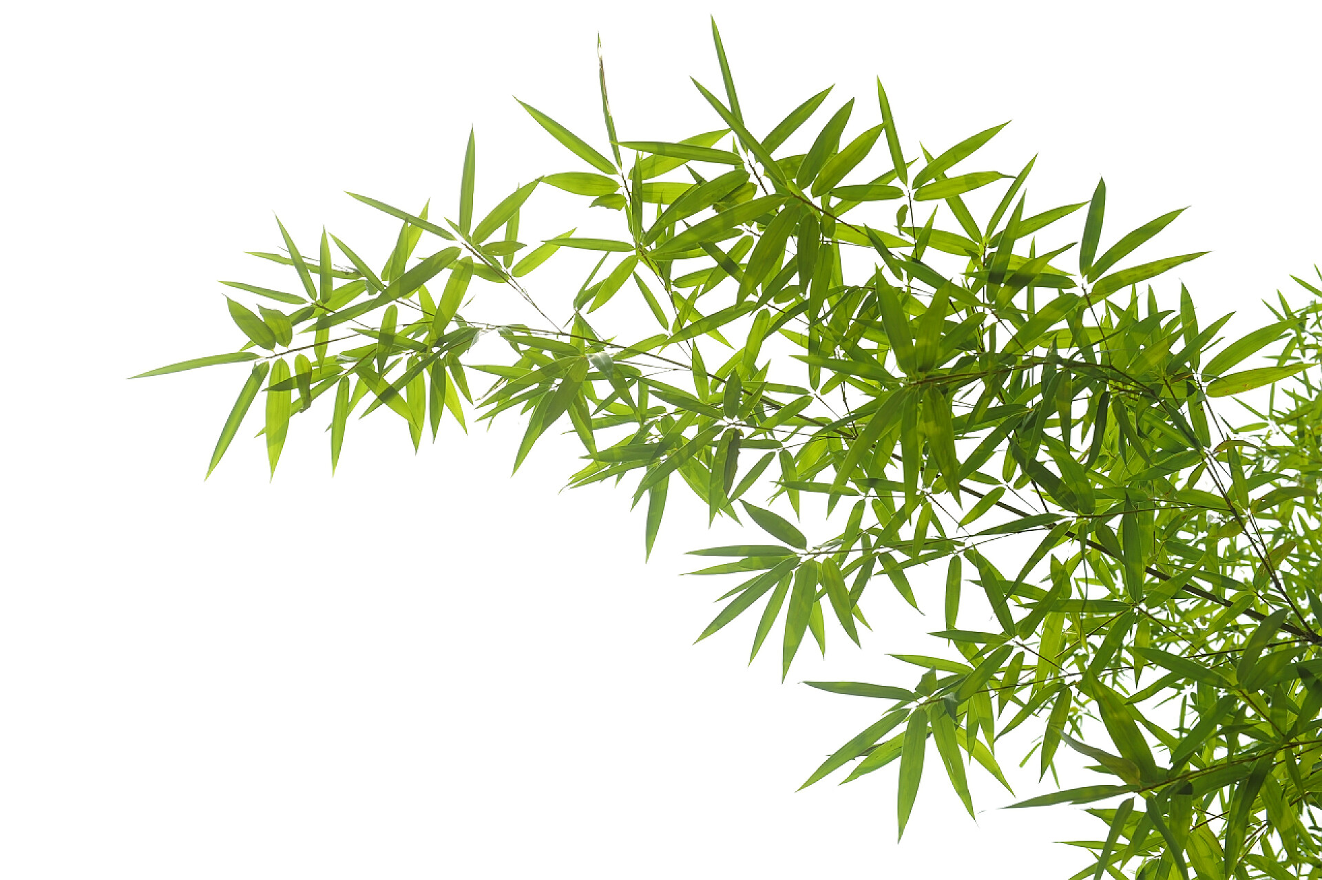 白色背景上的竹叶竹叶