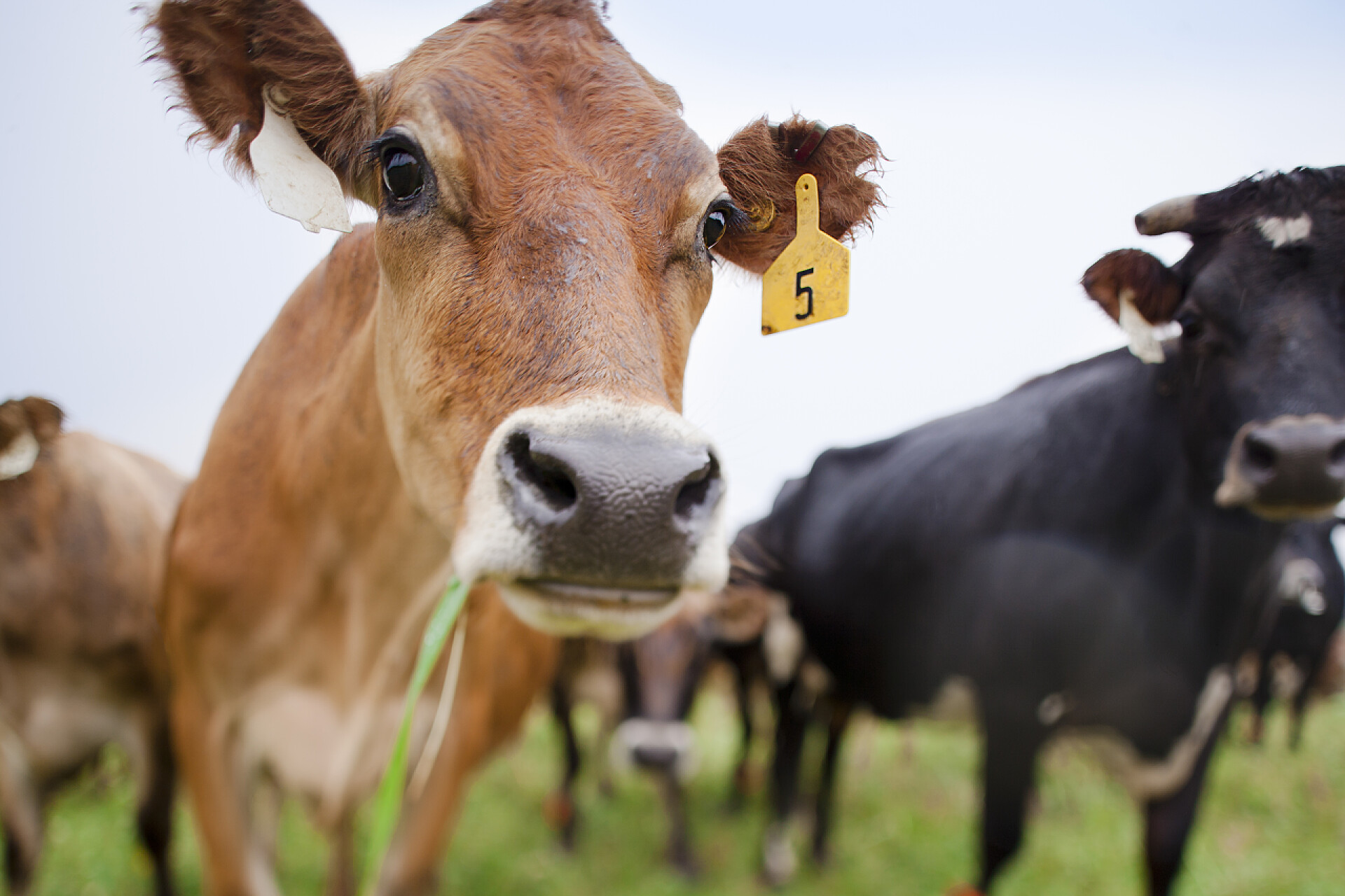 在牧场吃草的一群奶牛组在牧场奶牛
