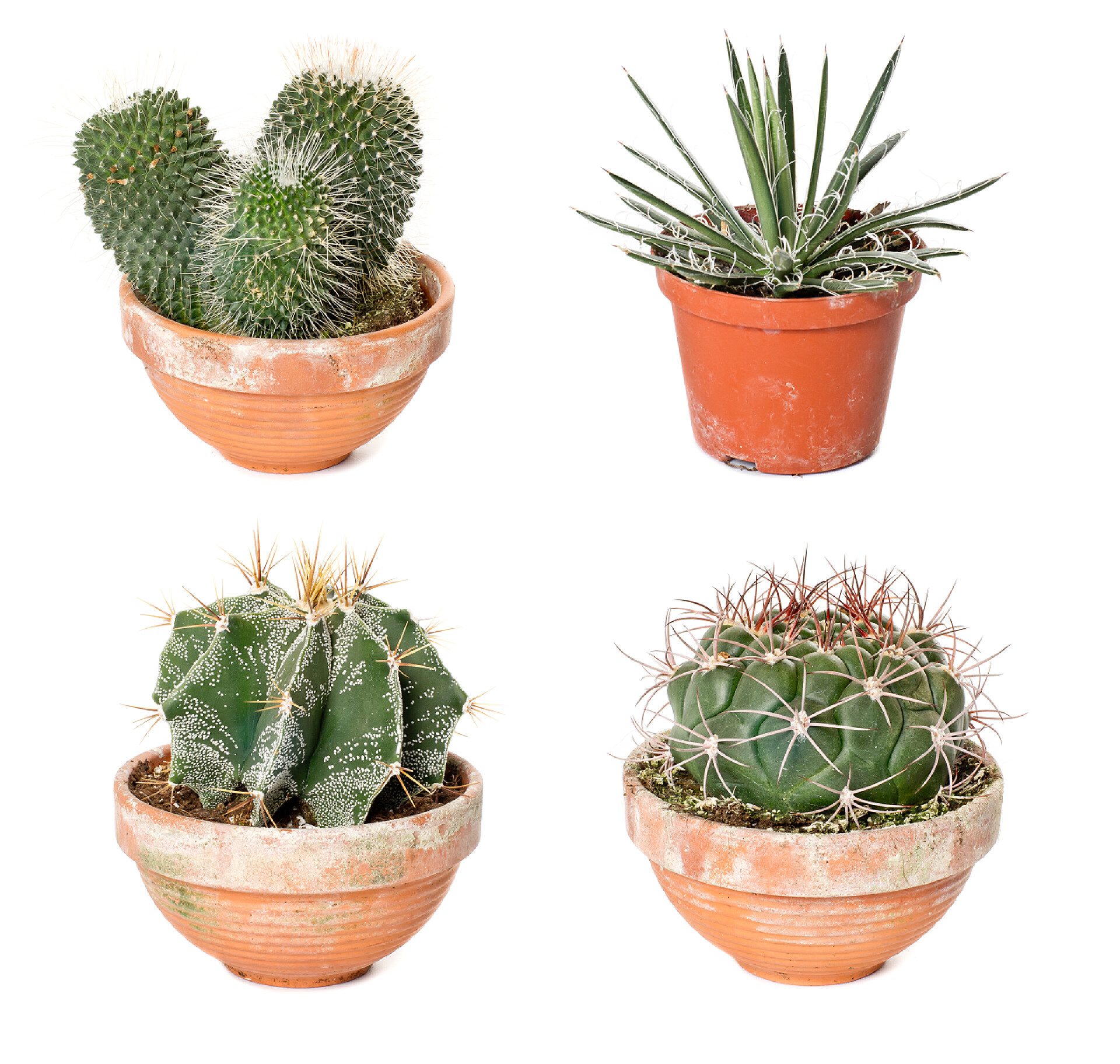 白色背景上的花盆里的不同植物不同的仙人掌和龙舌兰的花盆