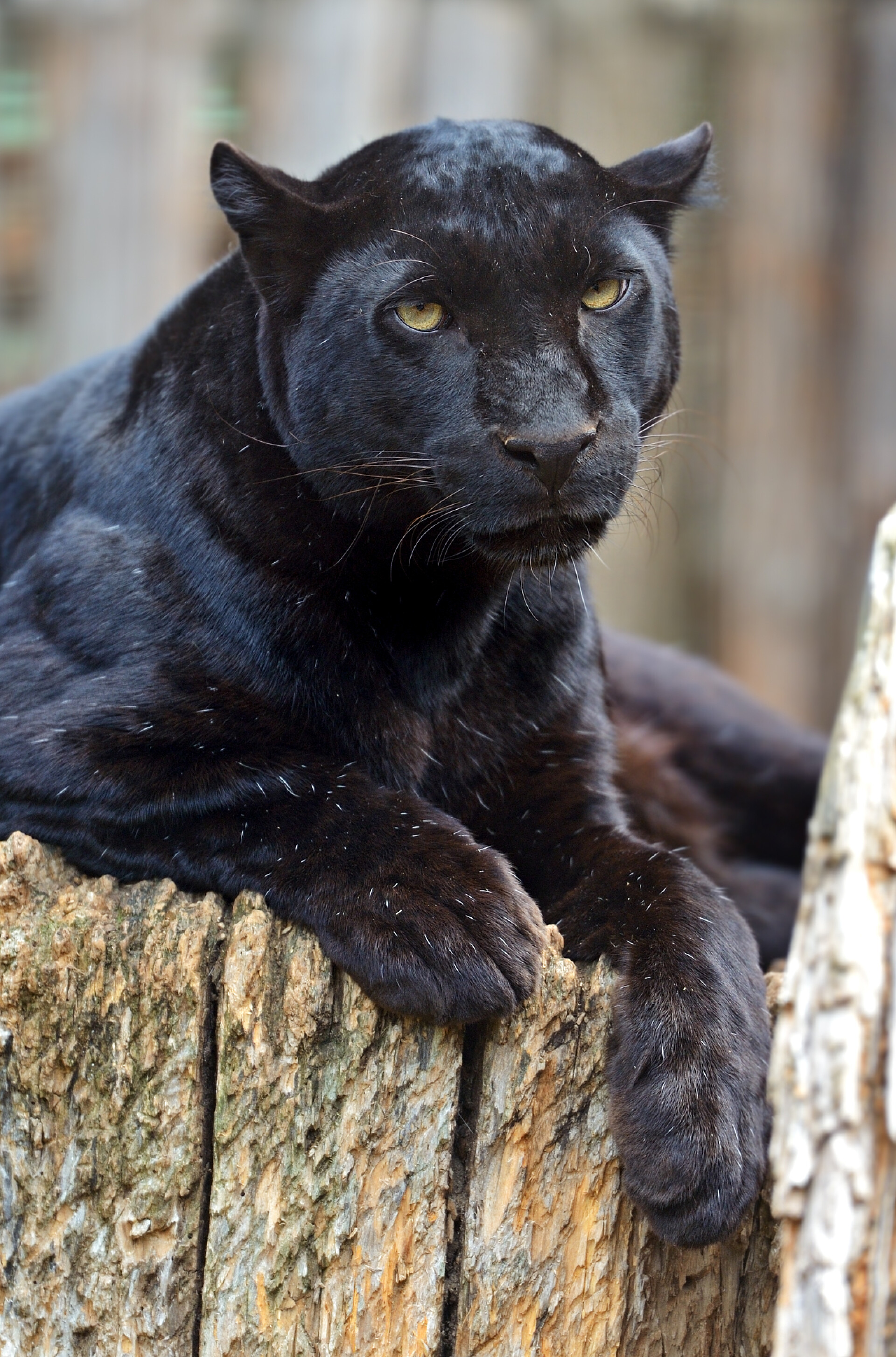 趴在木桩上的黑豹豹子