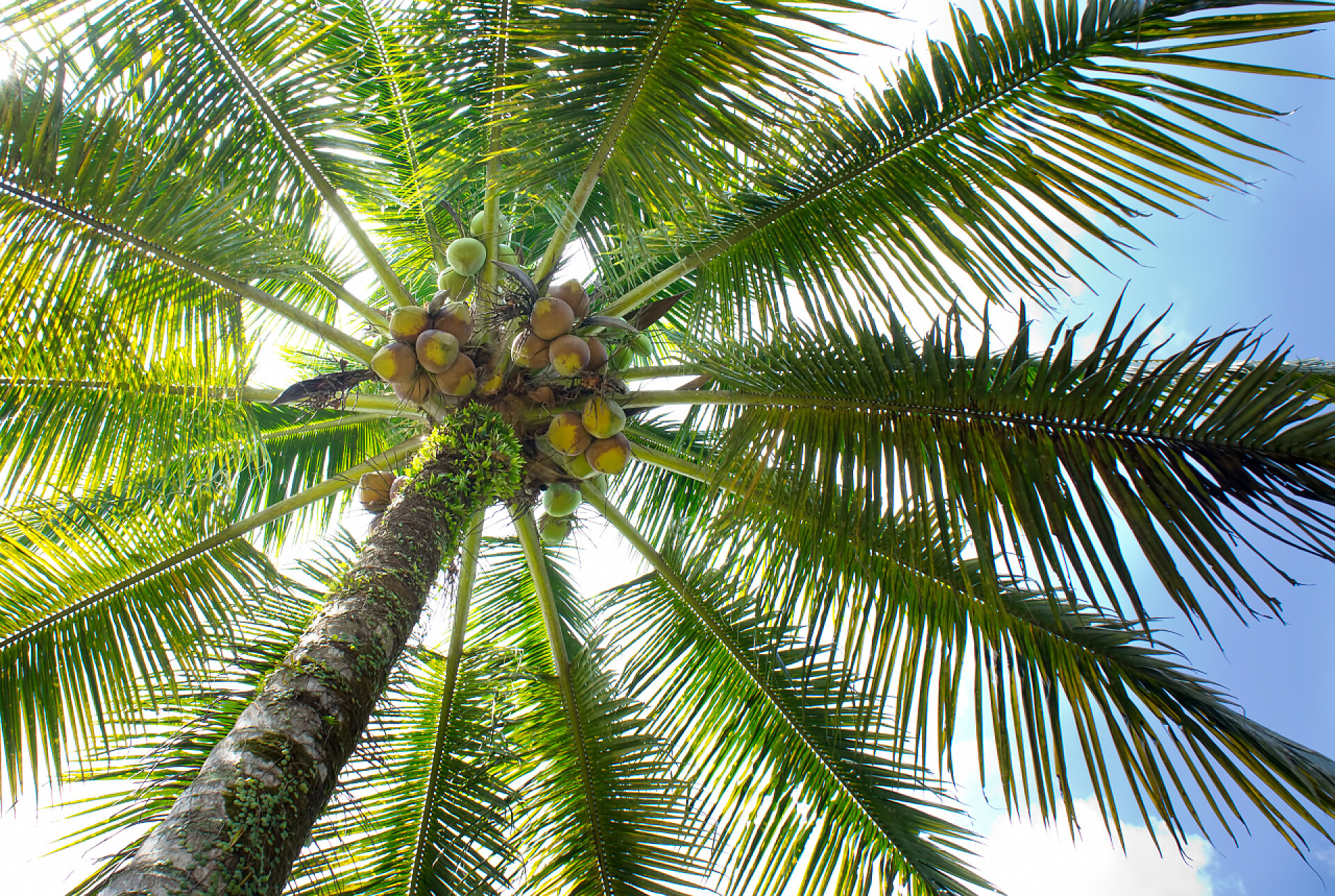 仰拍蓝天下高大的椰子树椰子树