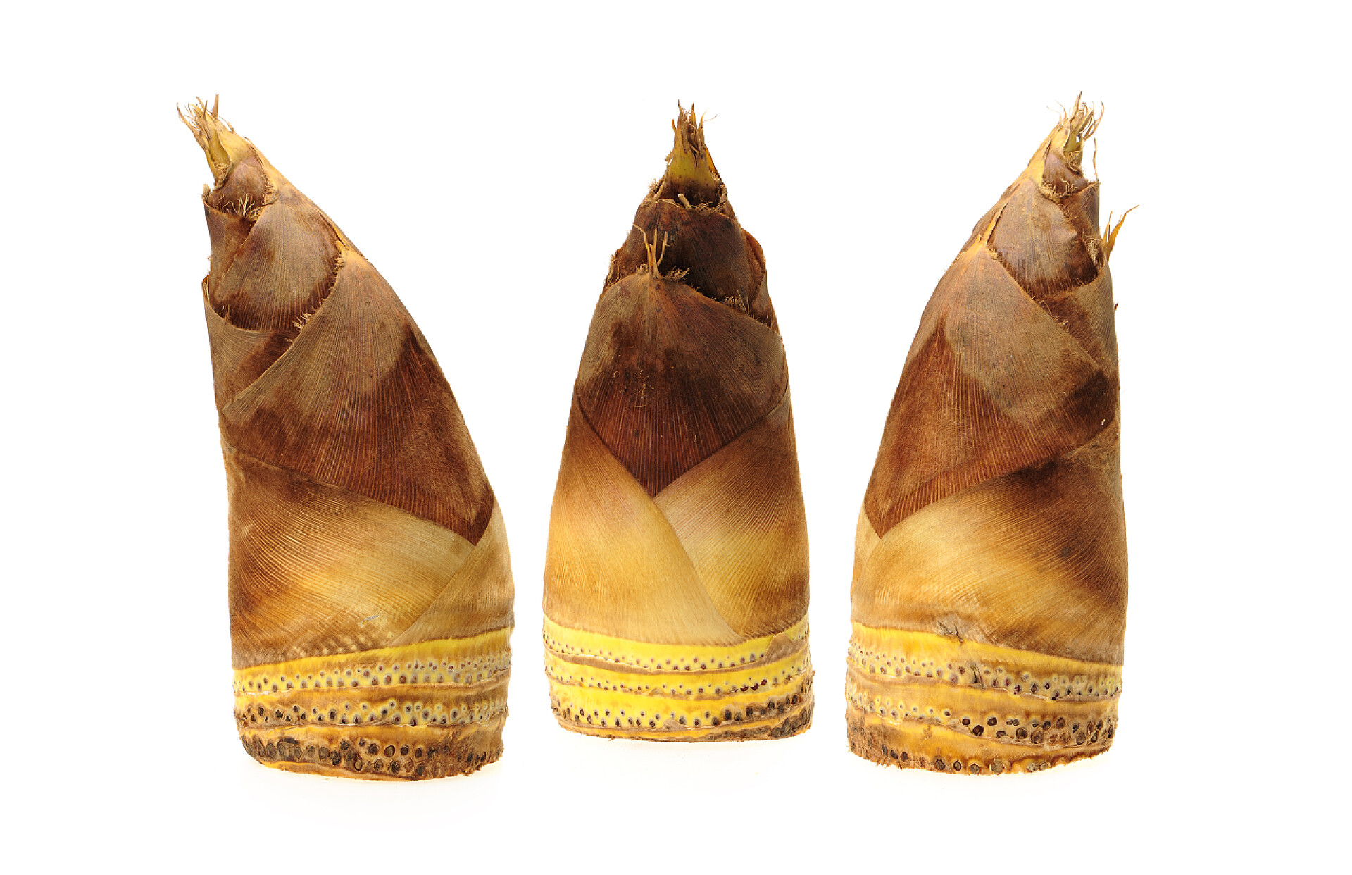 在白色背景上的新鲜竹笋竹笋