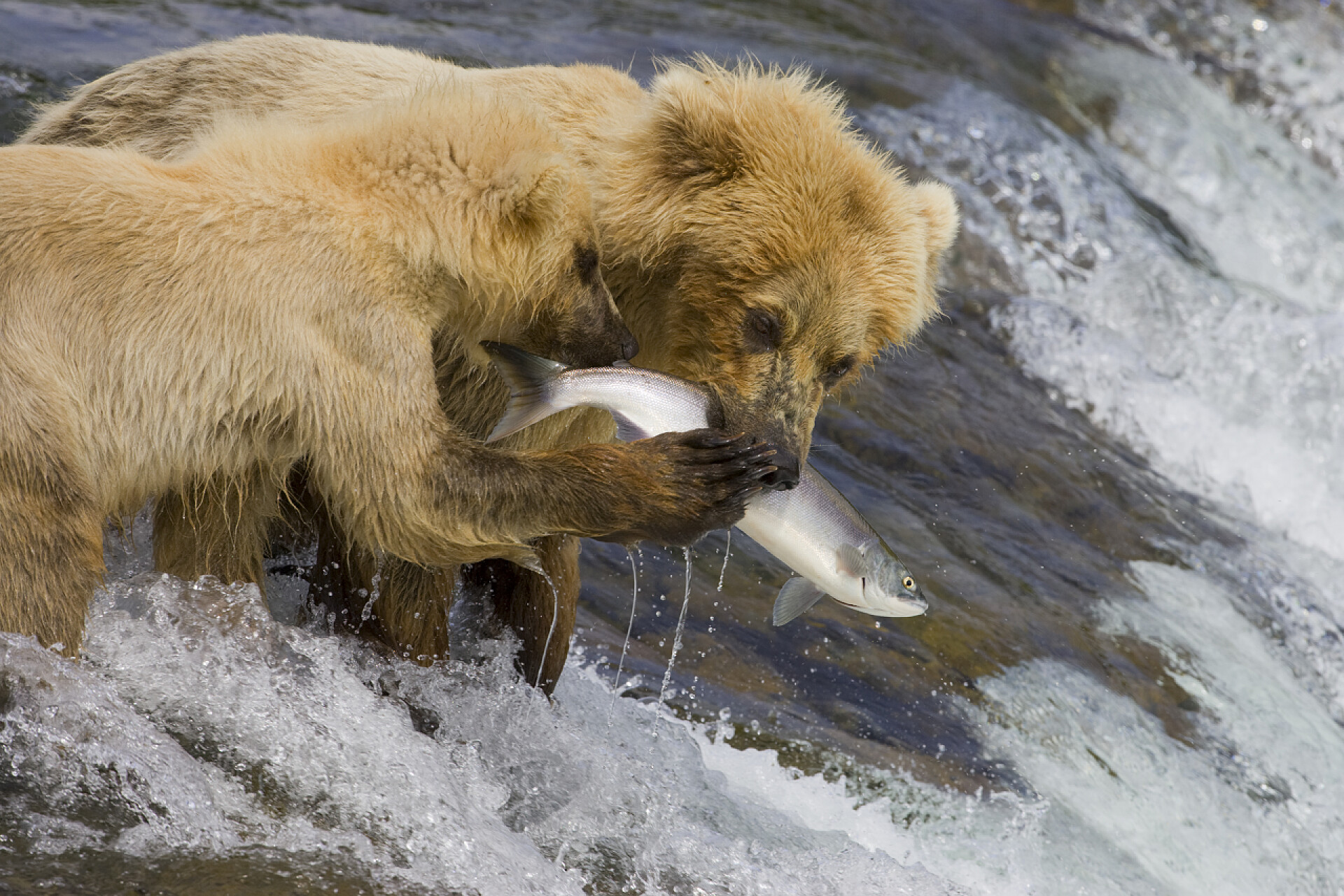 灰熊母子在捕捉三文鱼Apex0007721