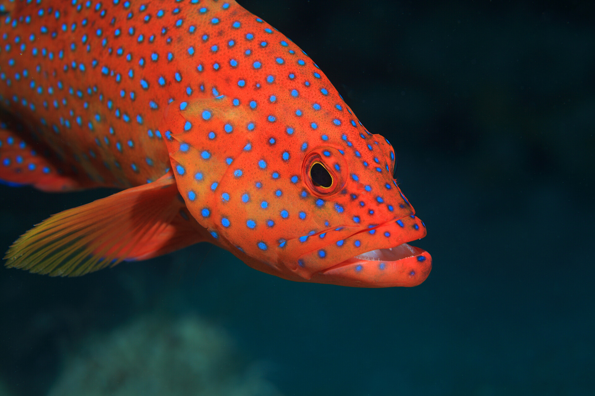 海底的红色斑点鱼珊瑚后腿石斑鱼