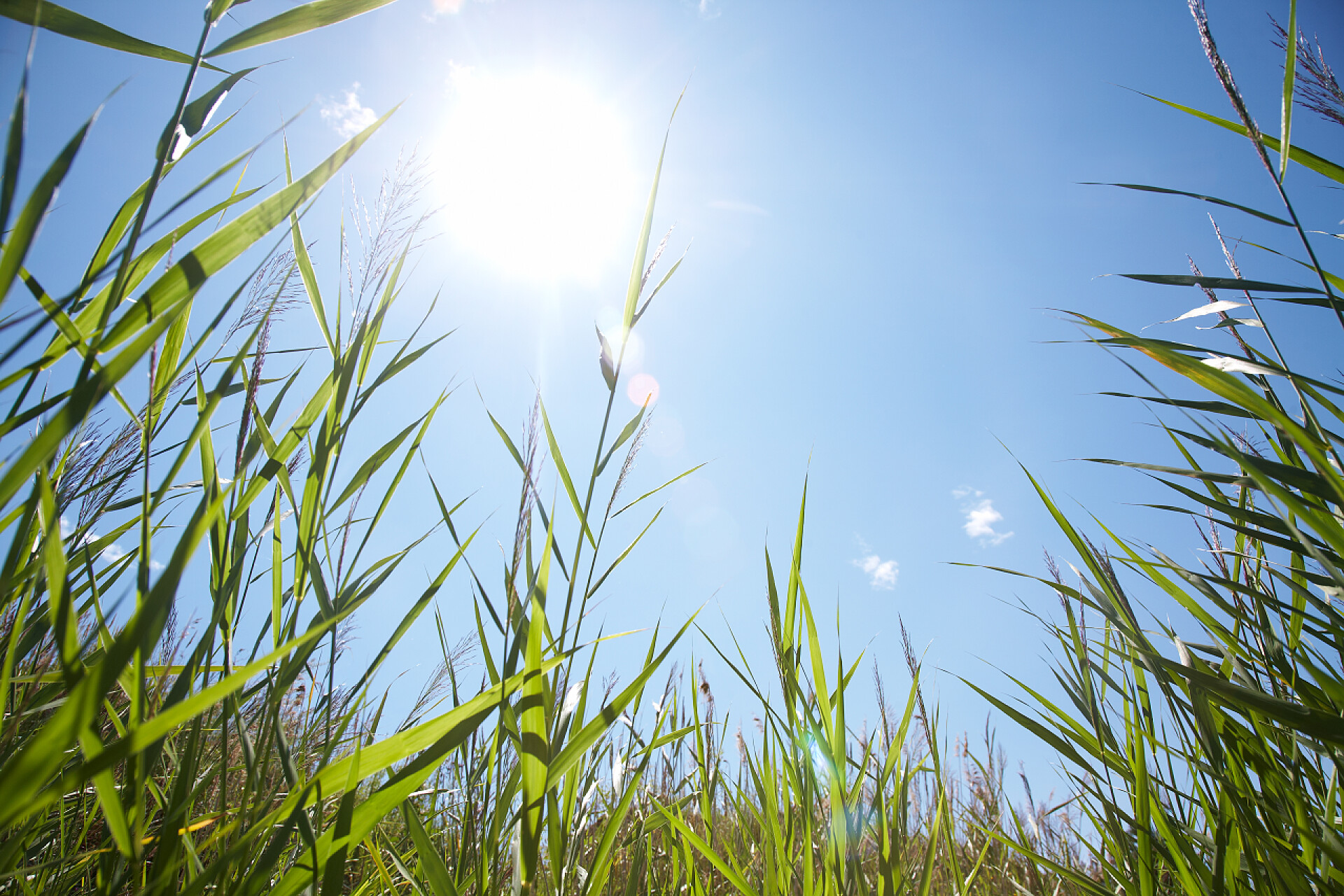 蓝色天空下的绿色植物绿草