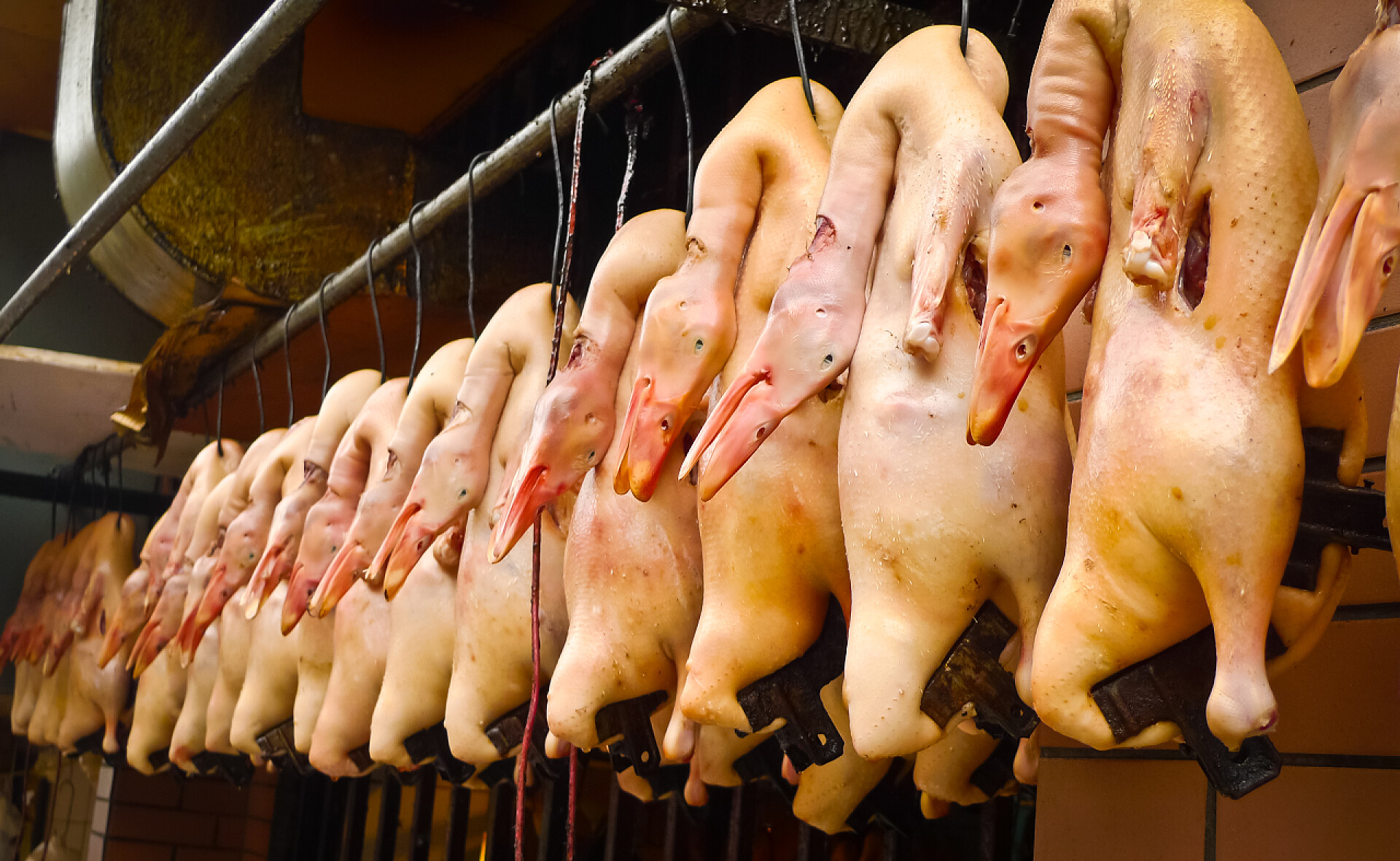 挂在架子上的烤鸭在一行中鸭