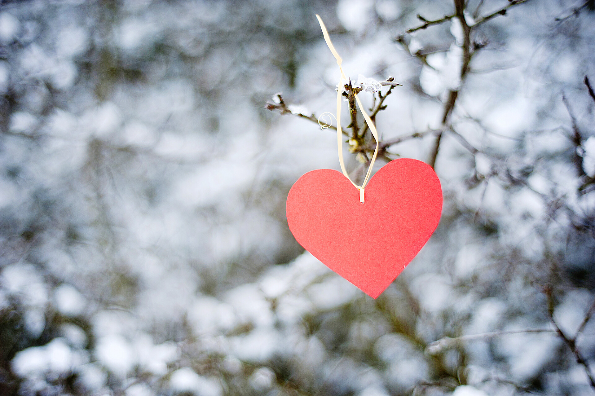 冬天里挂在树上的红心卡片红色的心